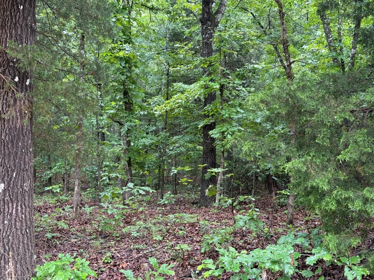 00 Browns Creek Road  Ravenden, AR