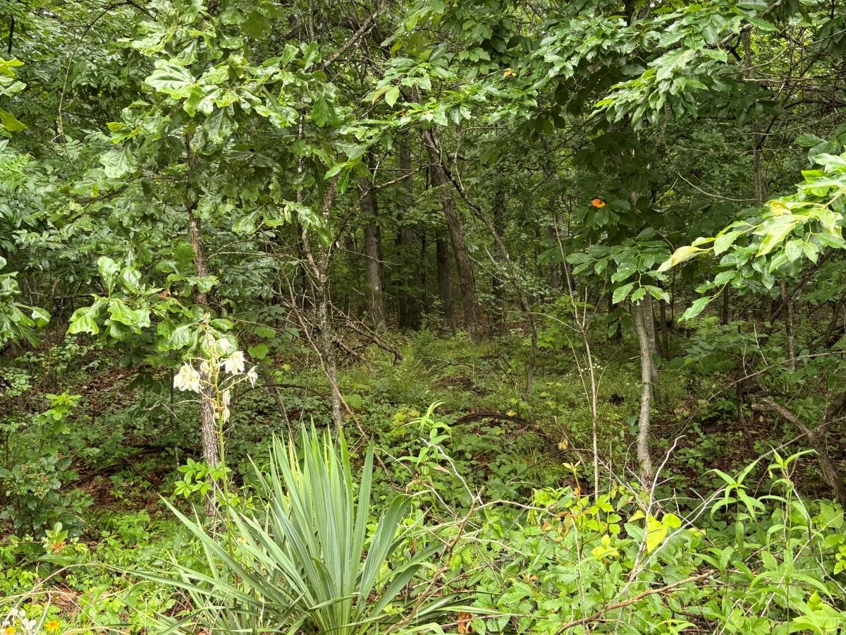 00 Browns Creek Road  Ravenden, AR