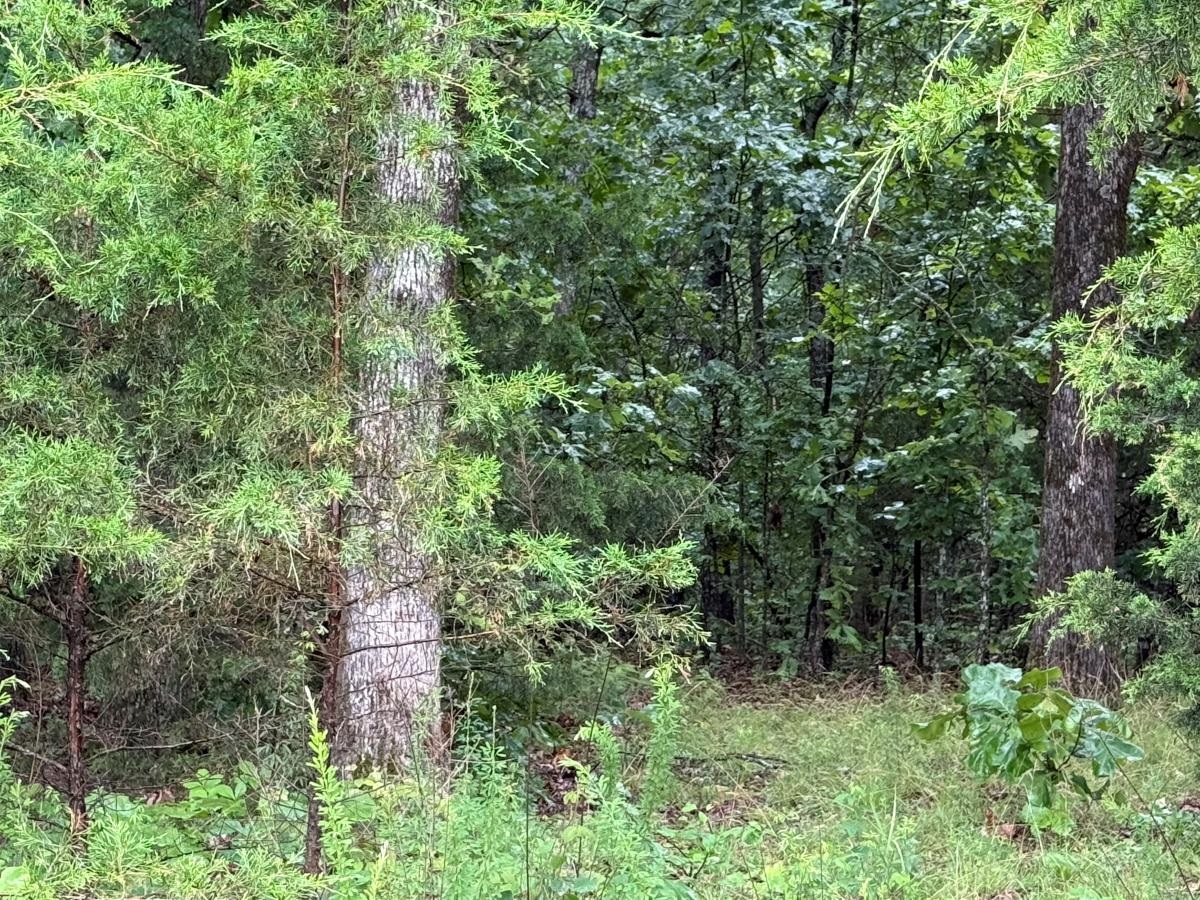 00 Browns Creek Road  Ravenden, AR