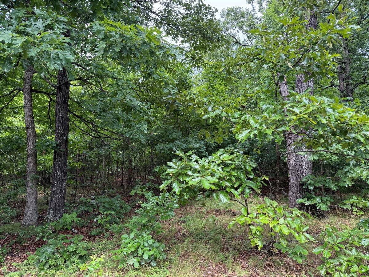 00 Browns Creek Road  Ravenden, AR