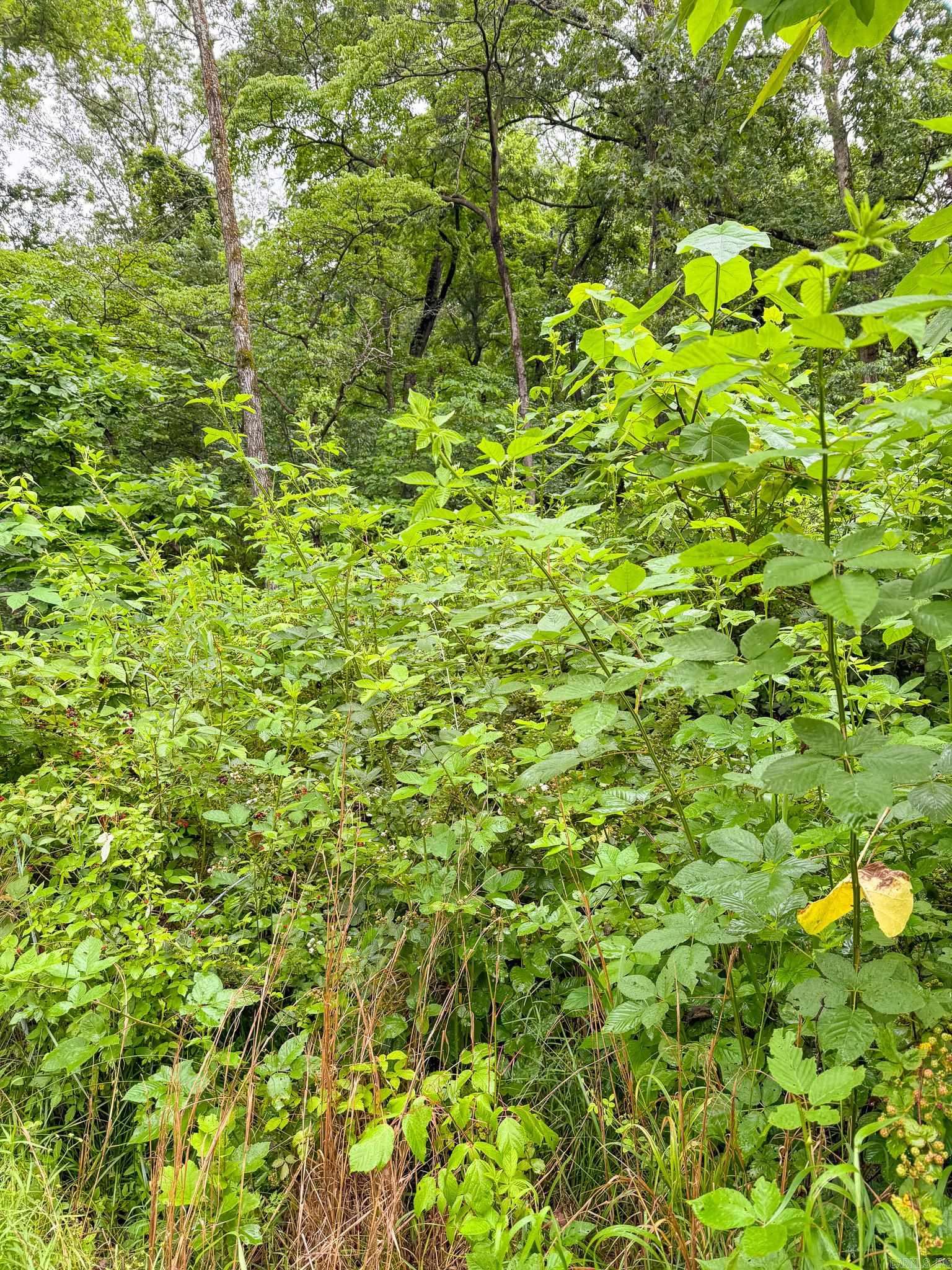 14848 Wild Honey  Garfield, AR