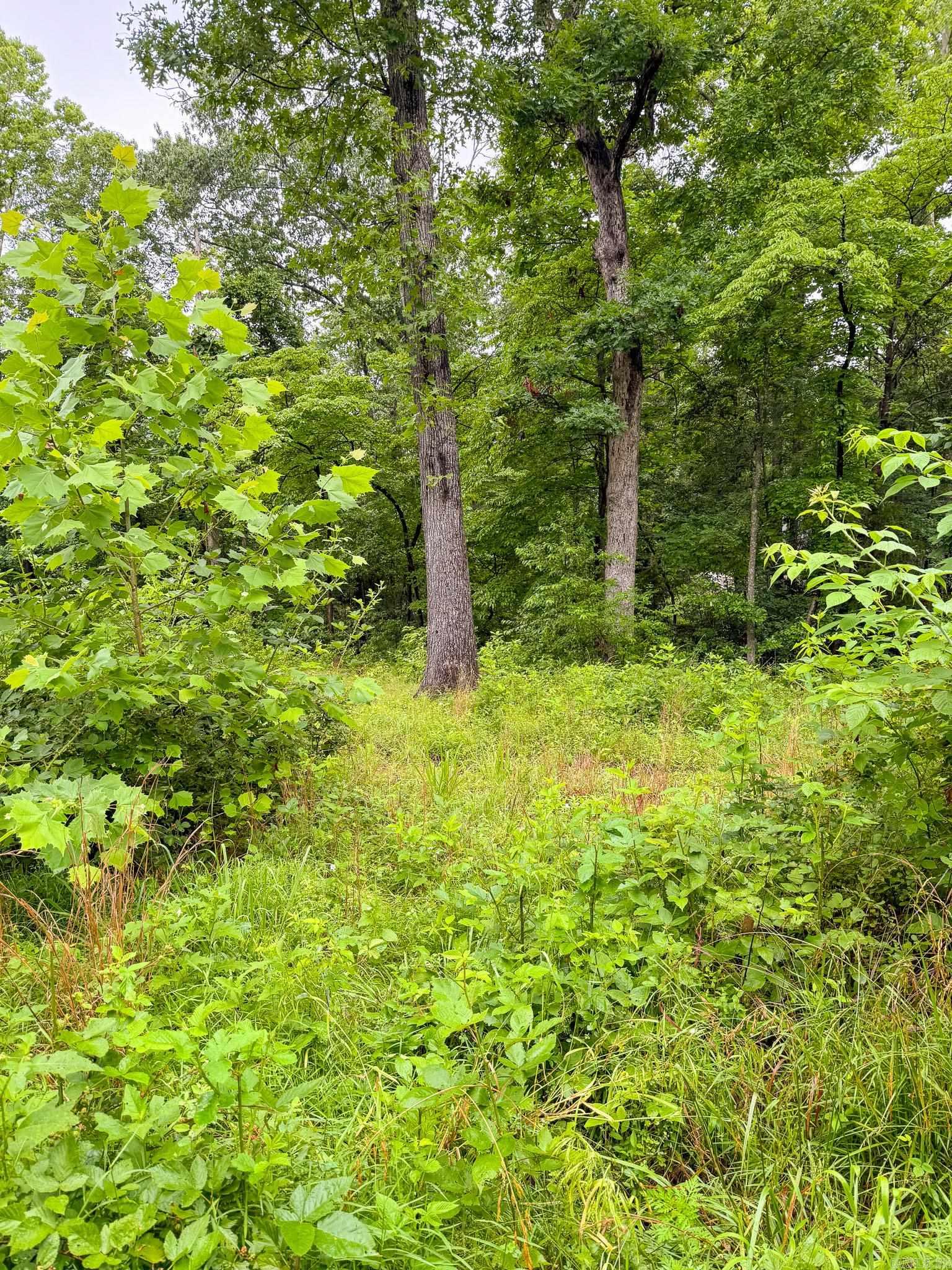 14848 Wild Honey  Garfield, AR