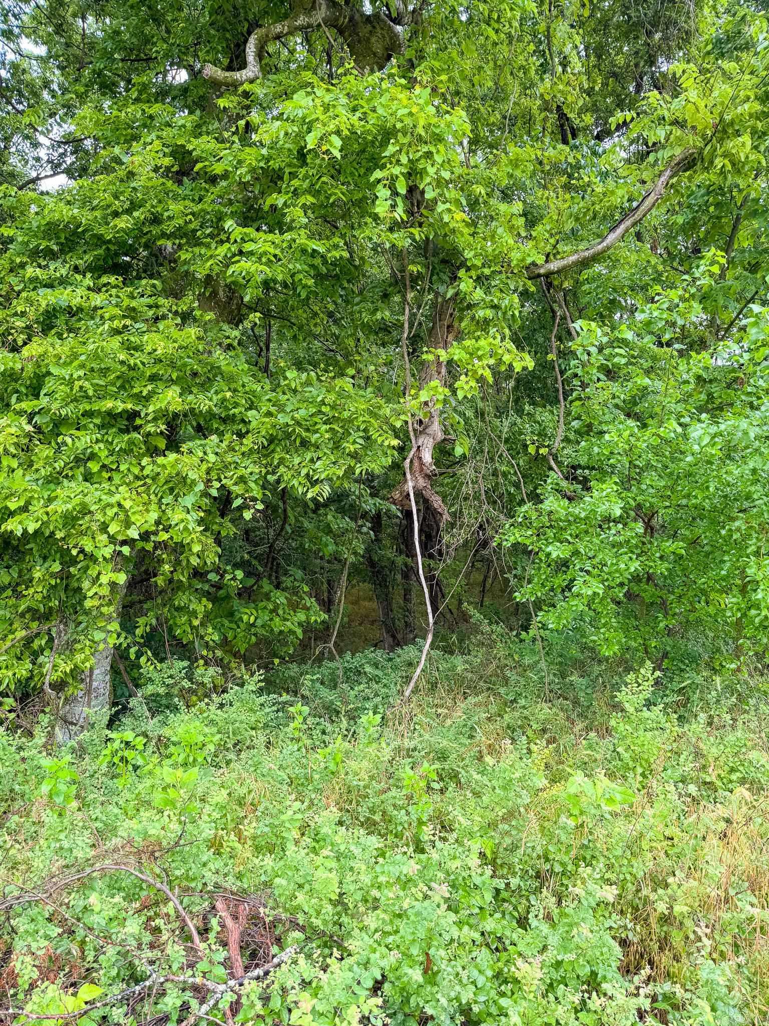 14848 Wild Honey  Garfield, AR