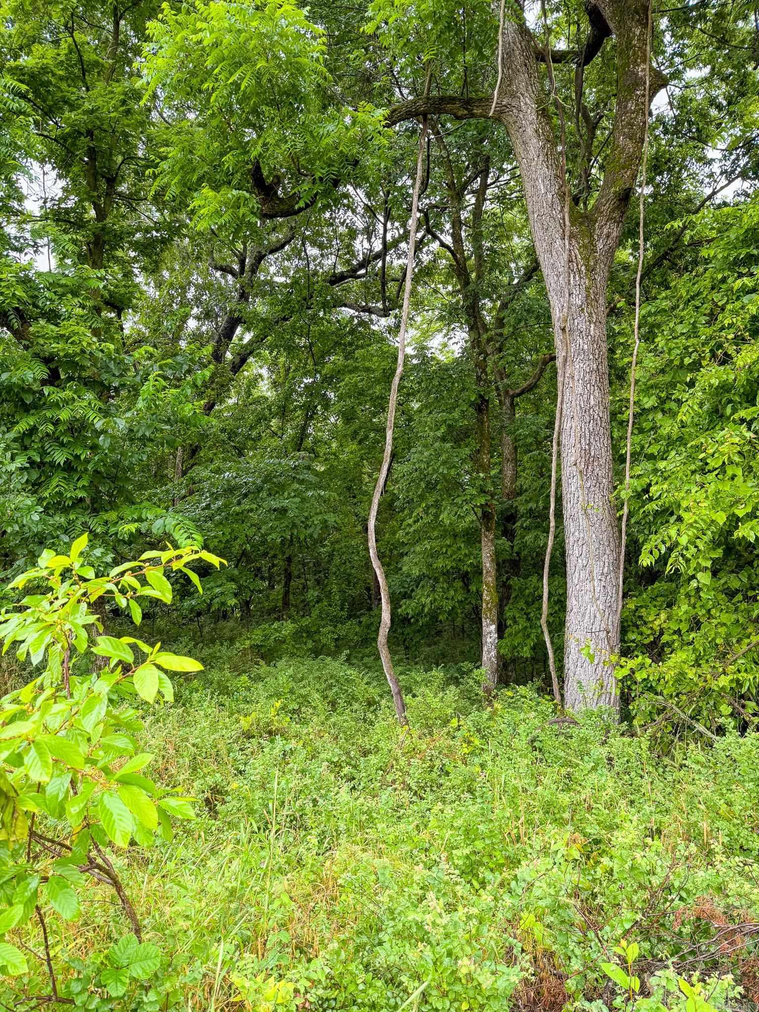 14848 Wild Honey  Garfield, AR