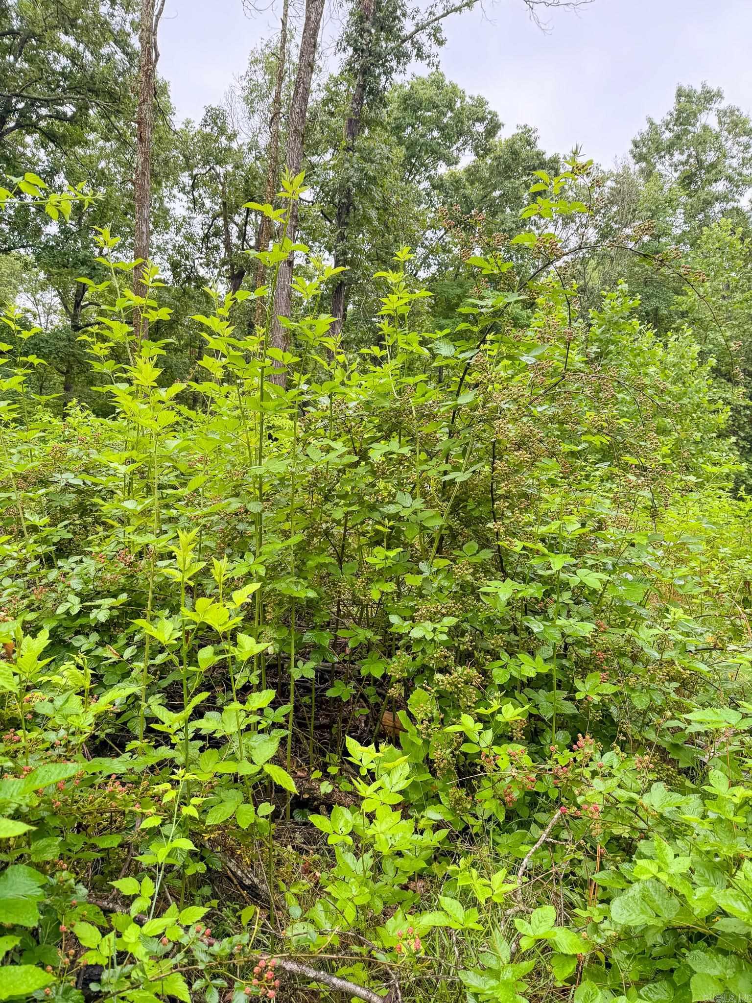 14848 Wild Honey  Garfield, AR