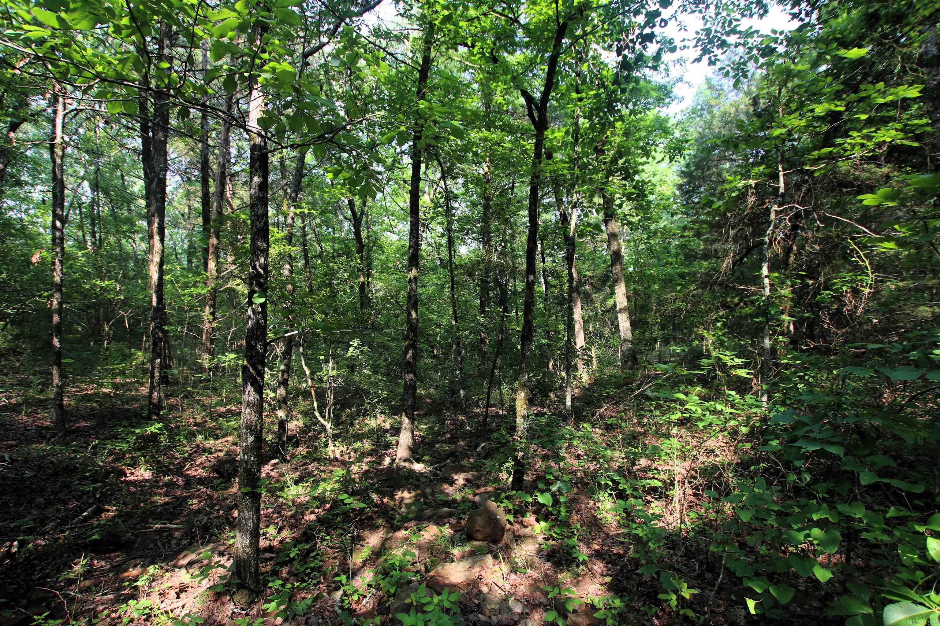 000 Drivers Creek  Scotland, AR