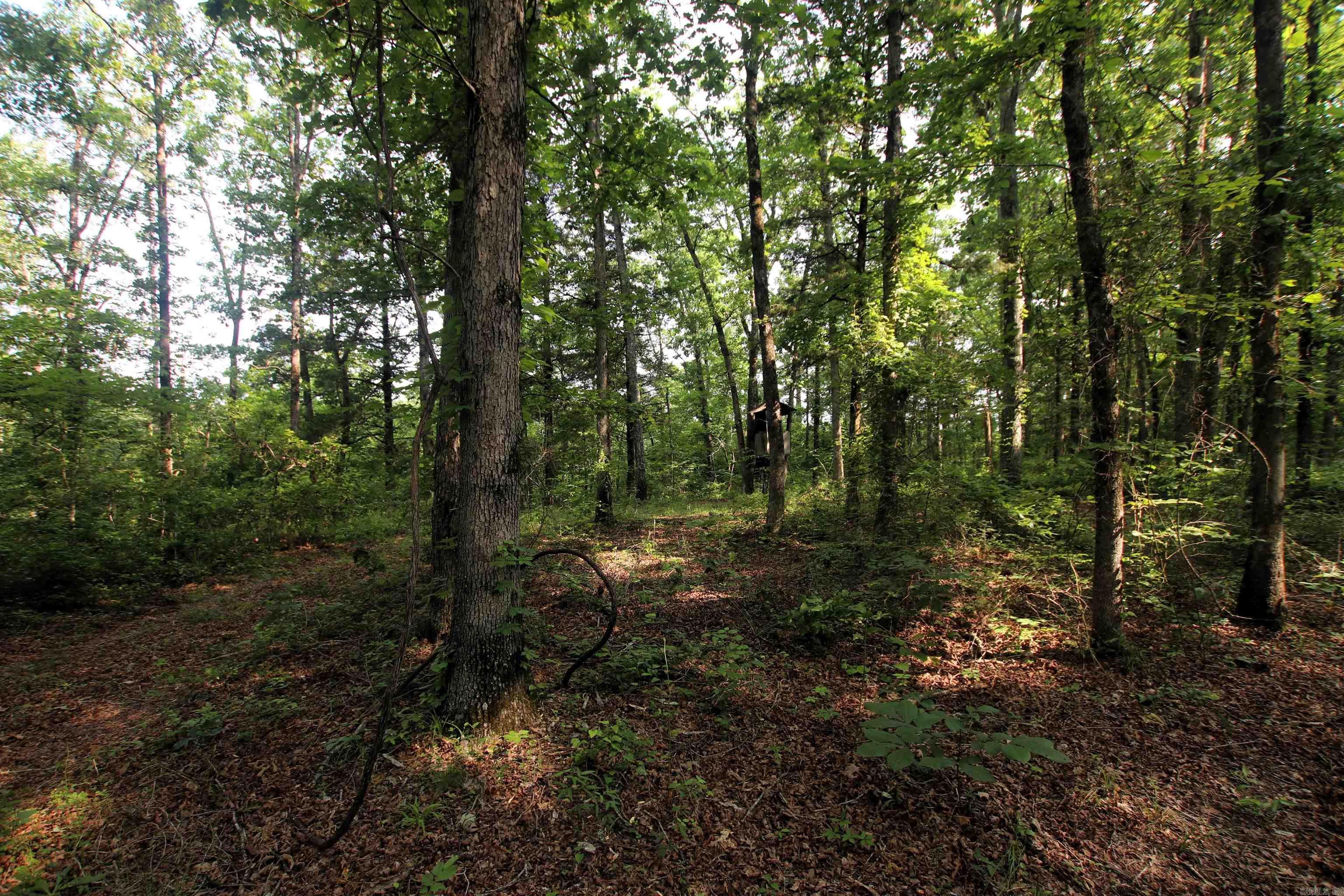 000 Drivers Creek  Scotland, AR