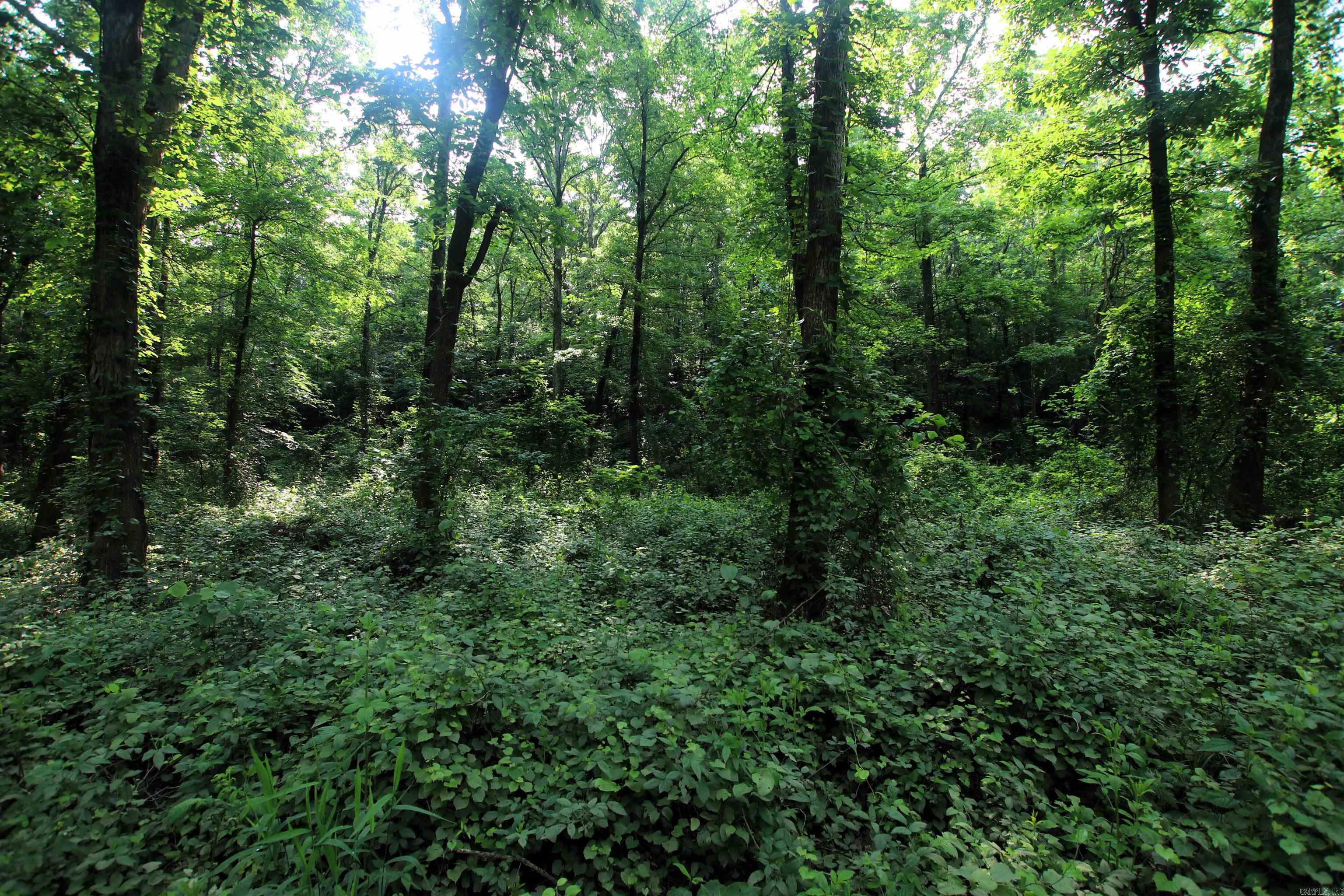 000 Drivers Creek  Scotland, AR