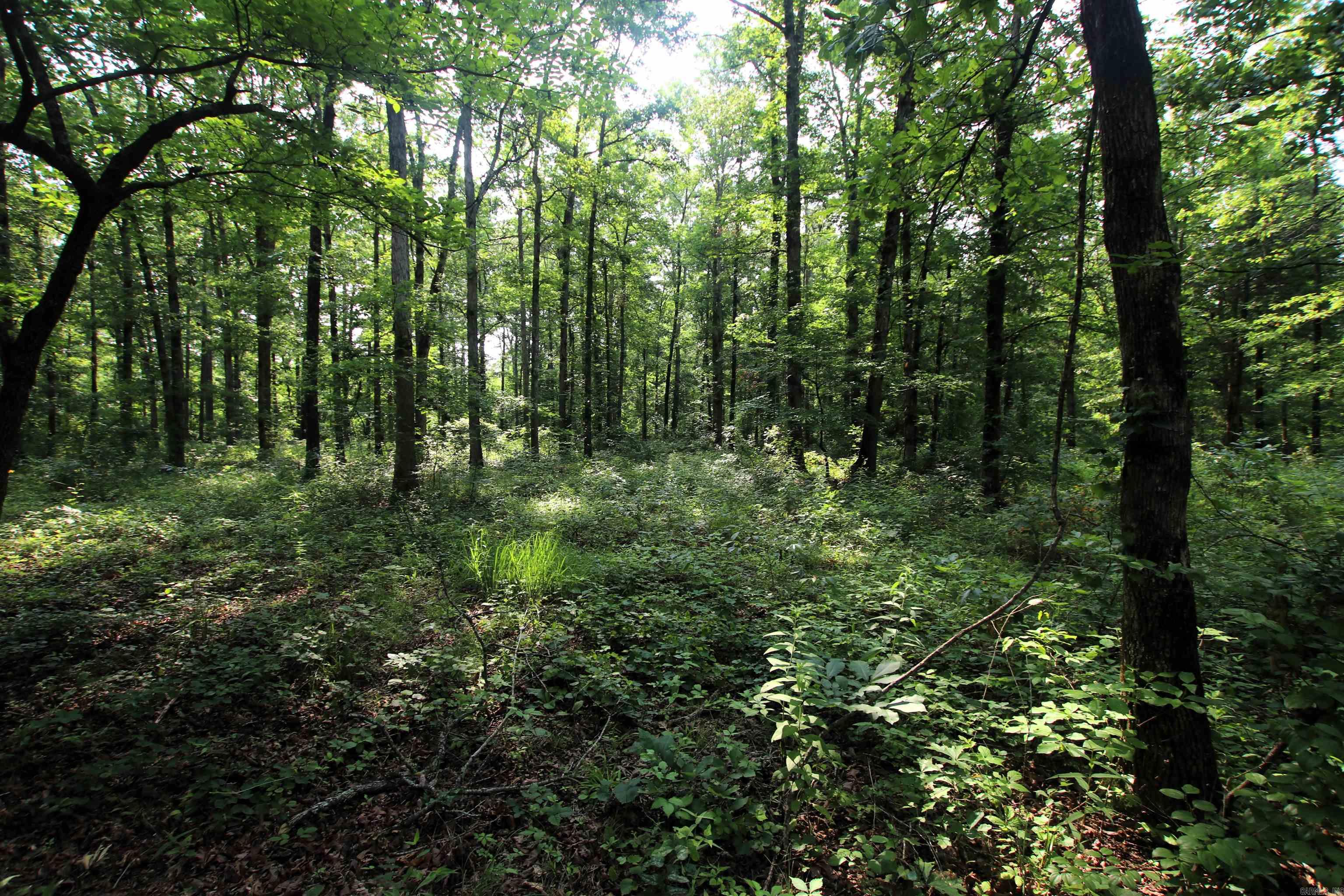 000 Drivers Creek  Scotland, AR