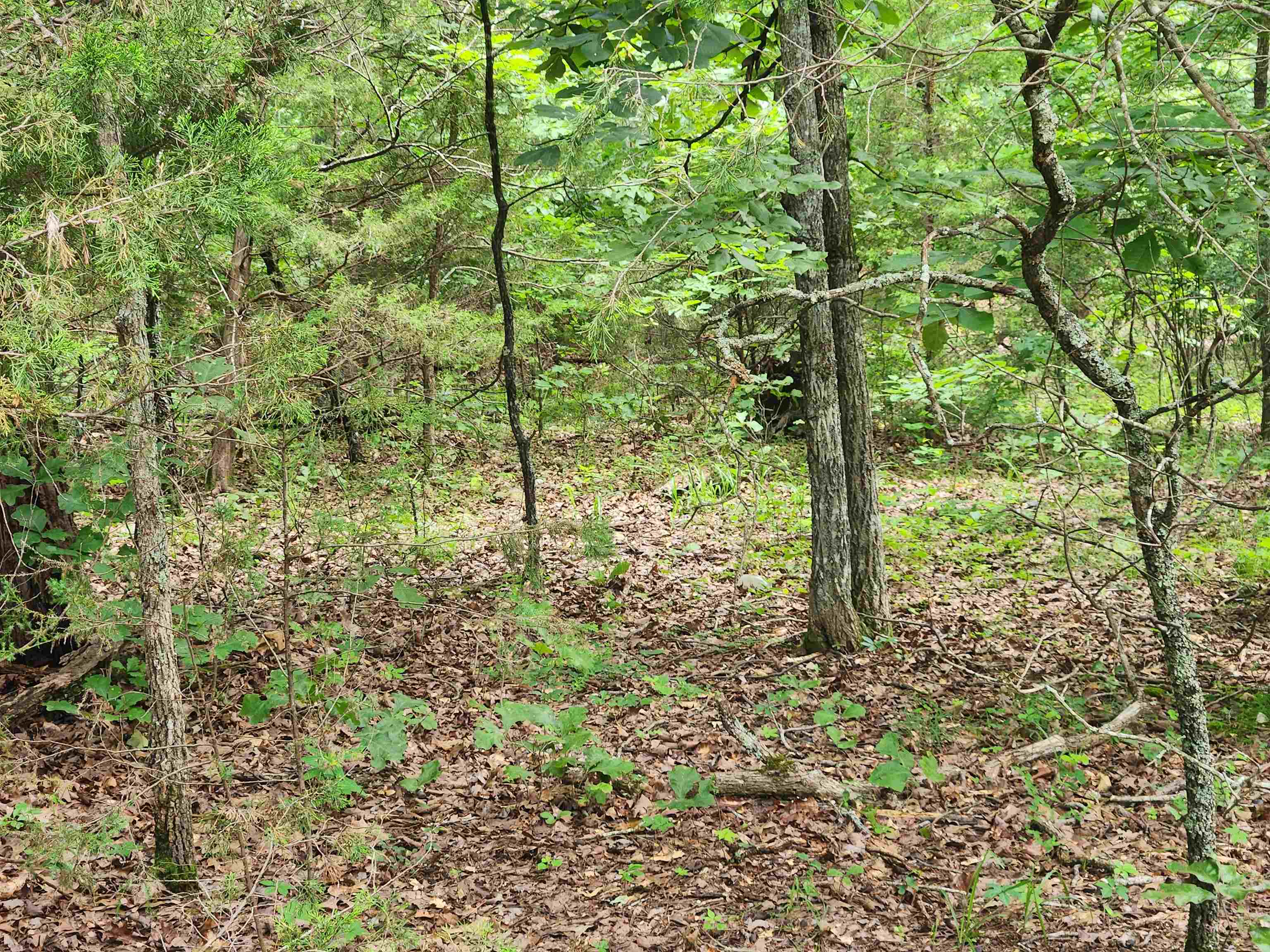 L21B1 Coyotero  Cherokee Village, AR