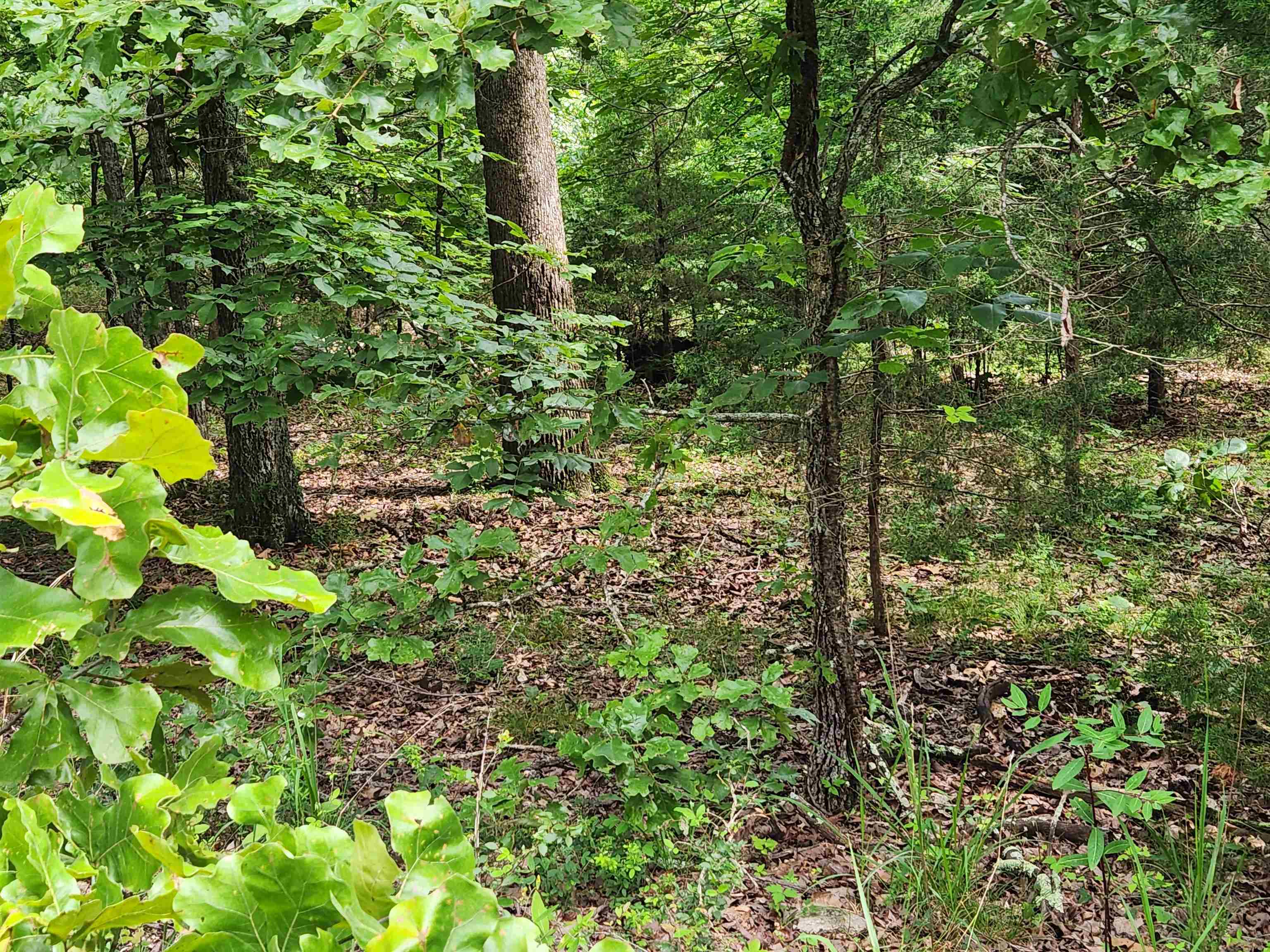 L21B1 Coyotero  Cherokee Village, AR