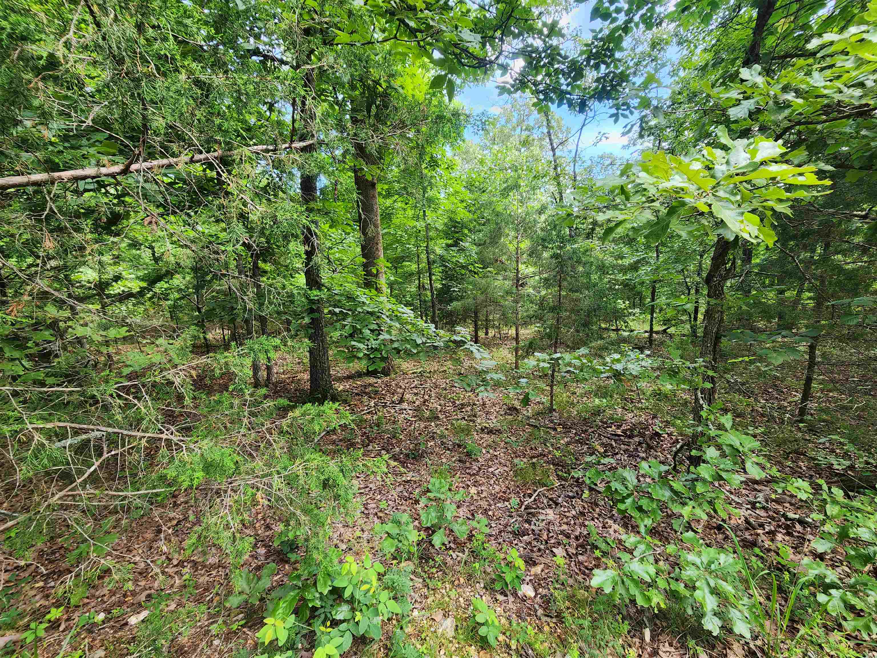 L21B1 Coyotero  Cherokee Village, AR