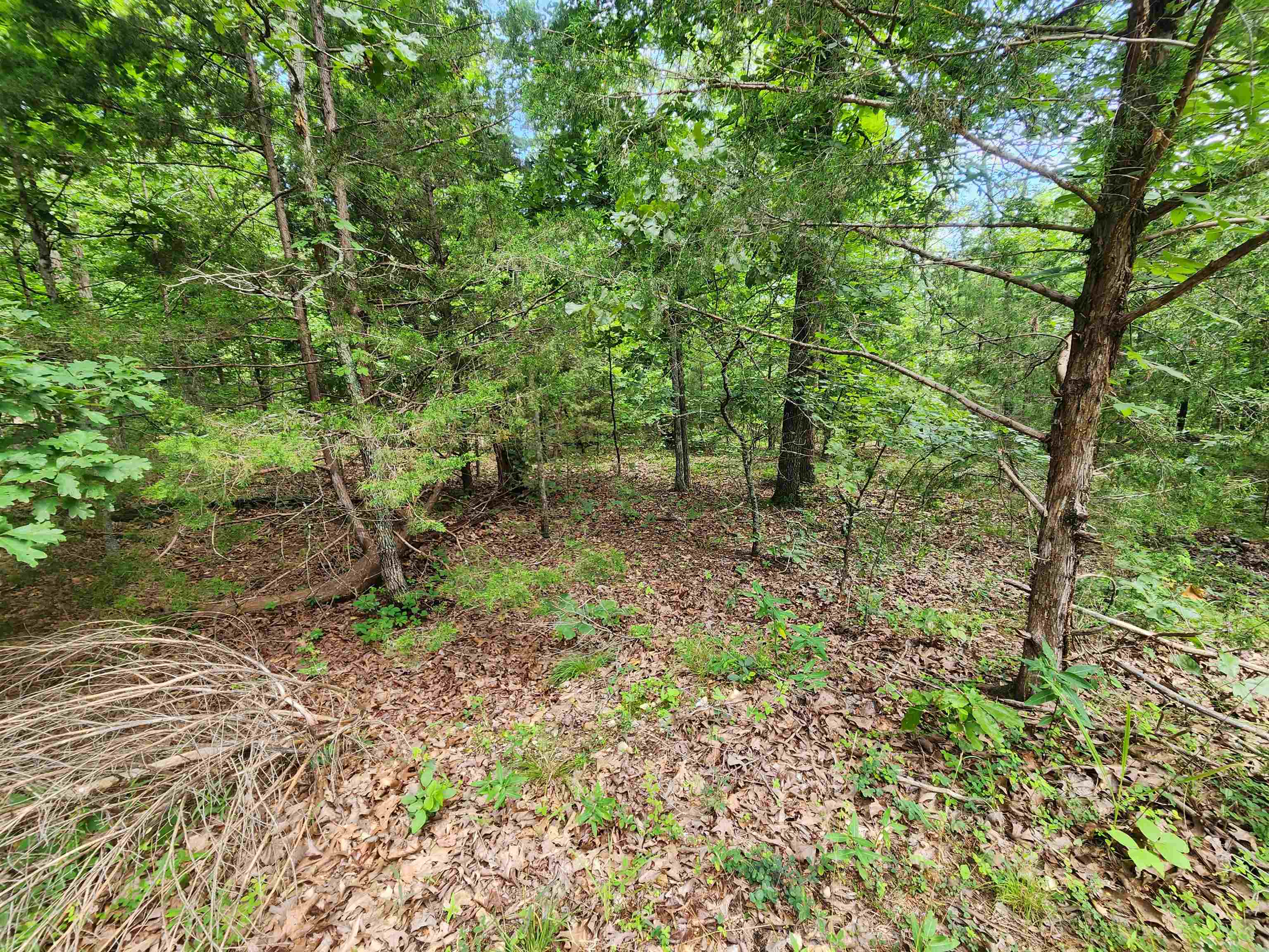 L21B1 Coyotero  Cherokee Village, AR