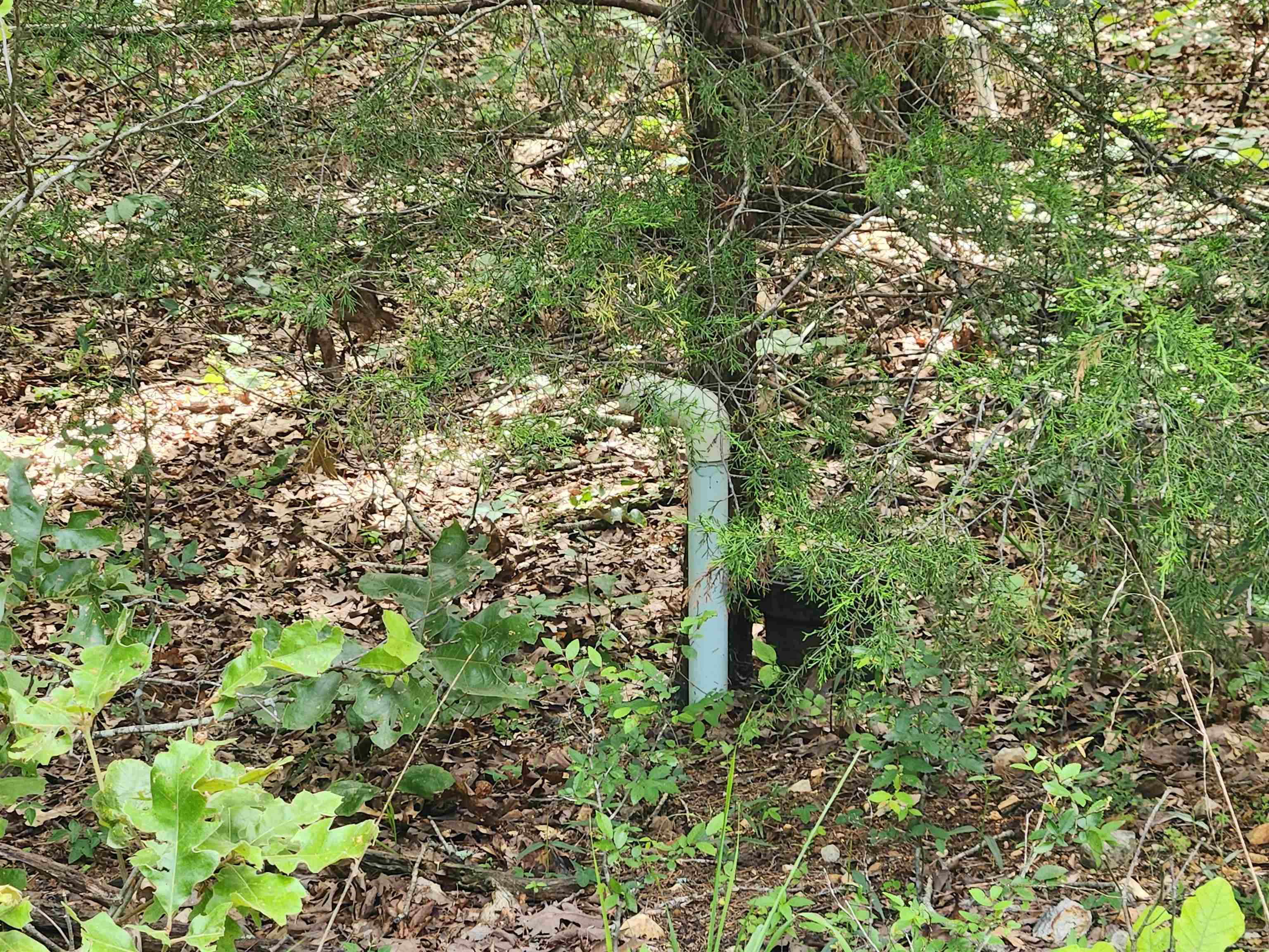 L21B1 Coyotero  Cherokee Village, AR