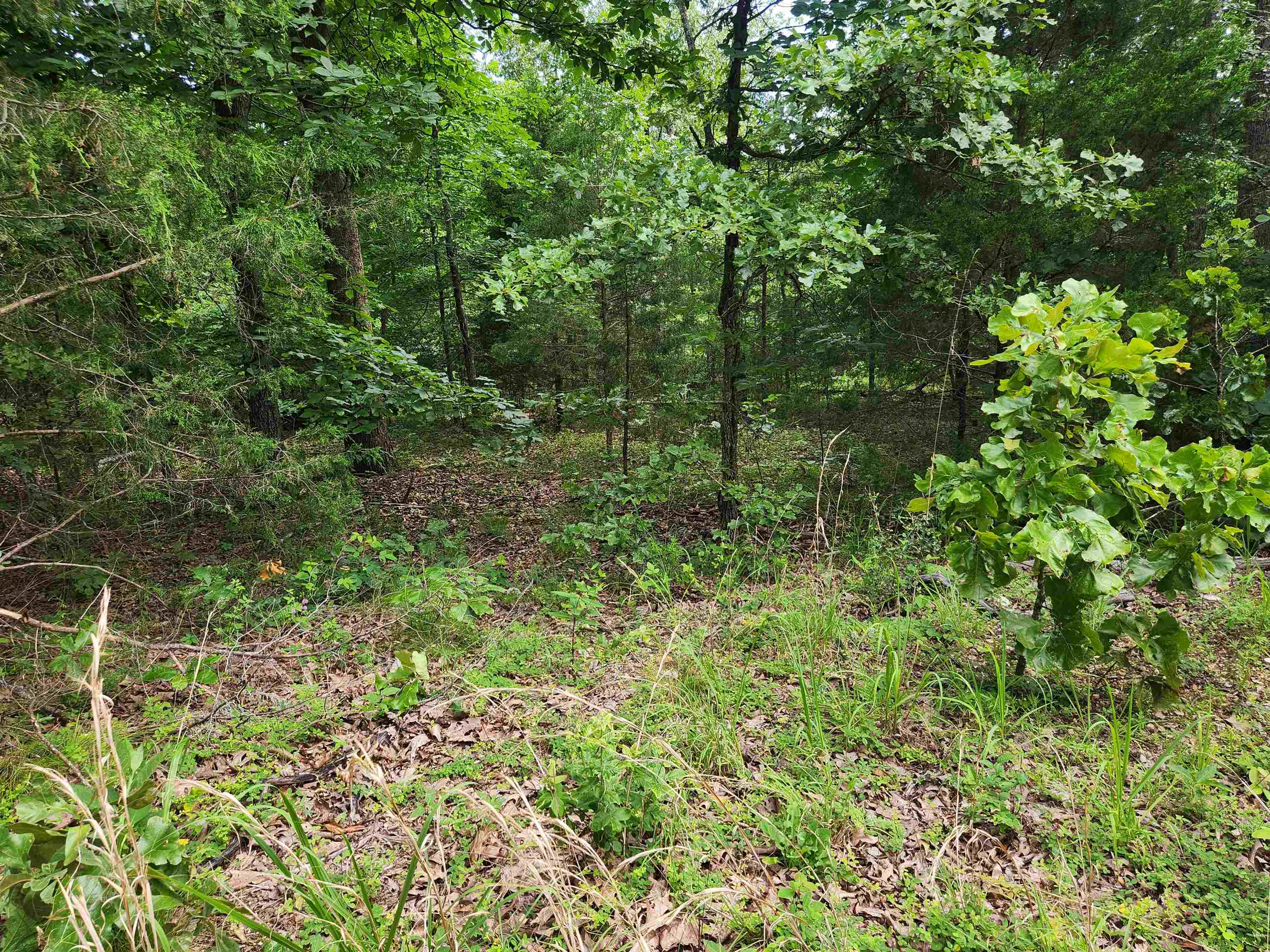 L21B1 Coyotero  Cherokee Village, AR