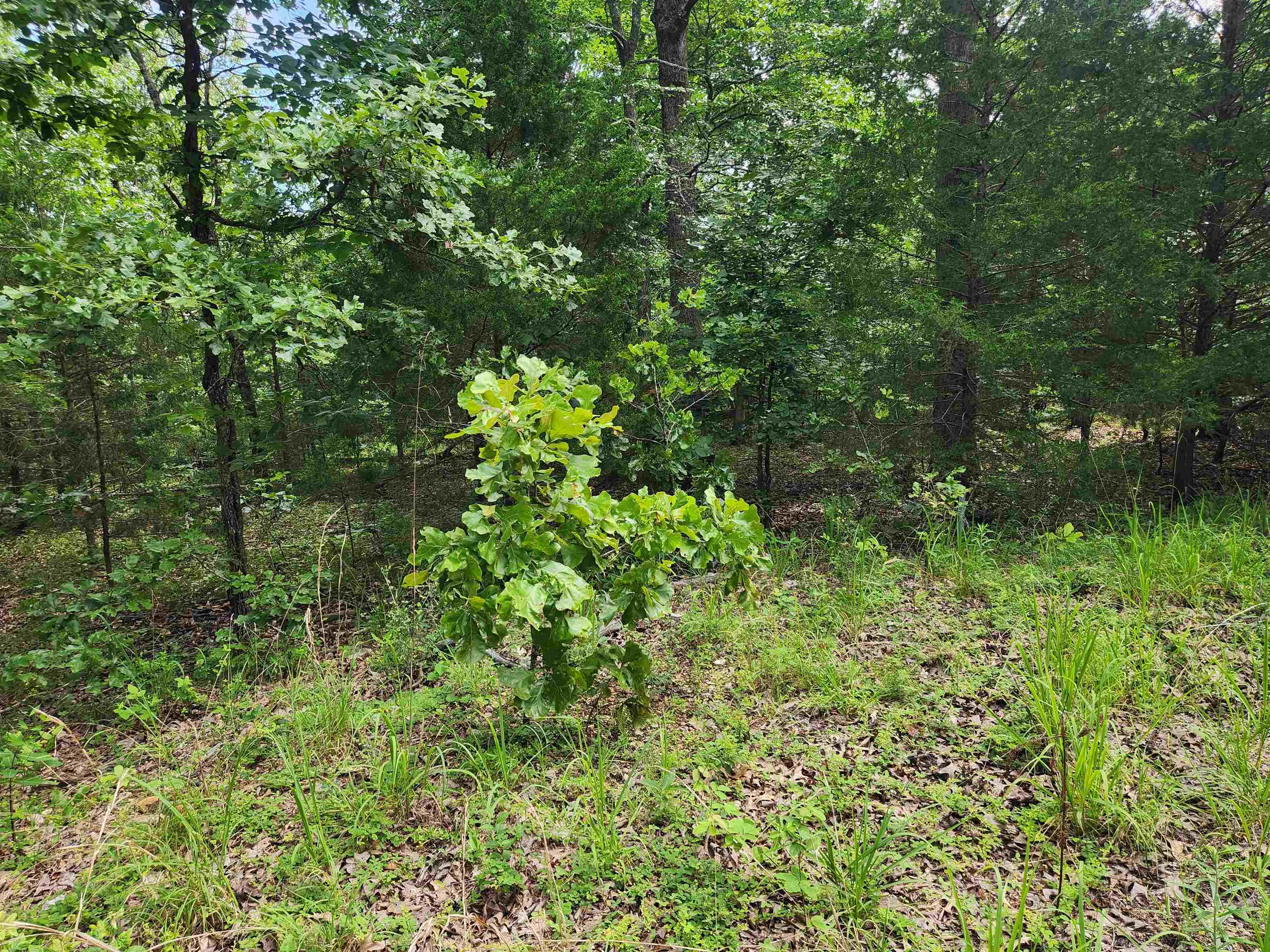 L21B1 Coyotero  Cherokee Village, AR