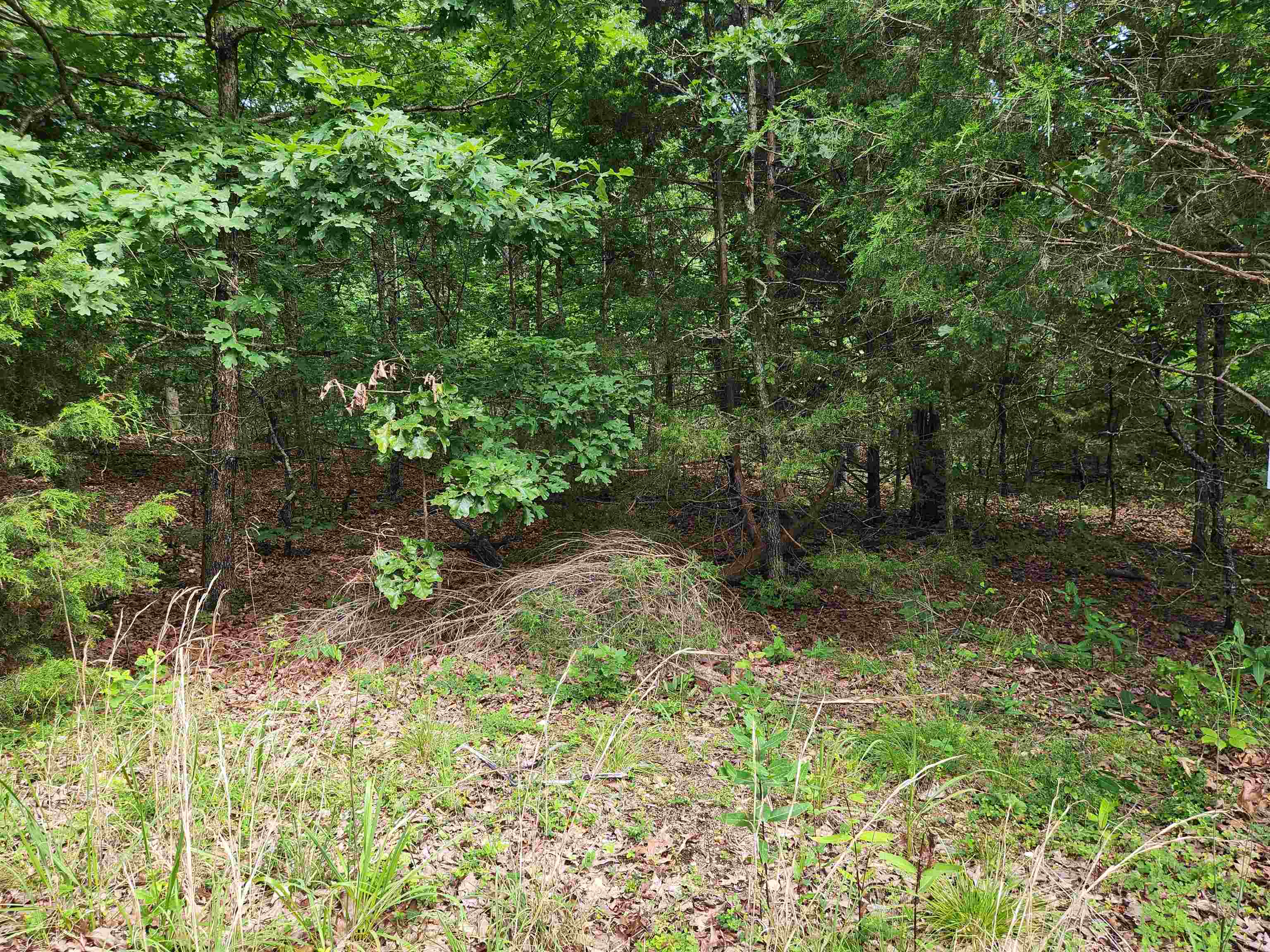 L21B1 Coyotero  Cherokee Village, AR