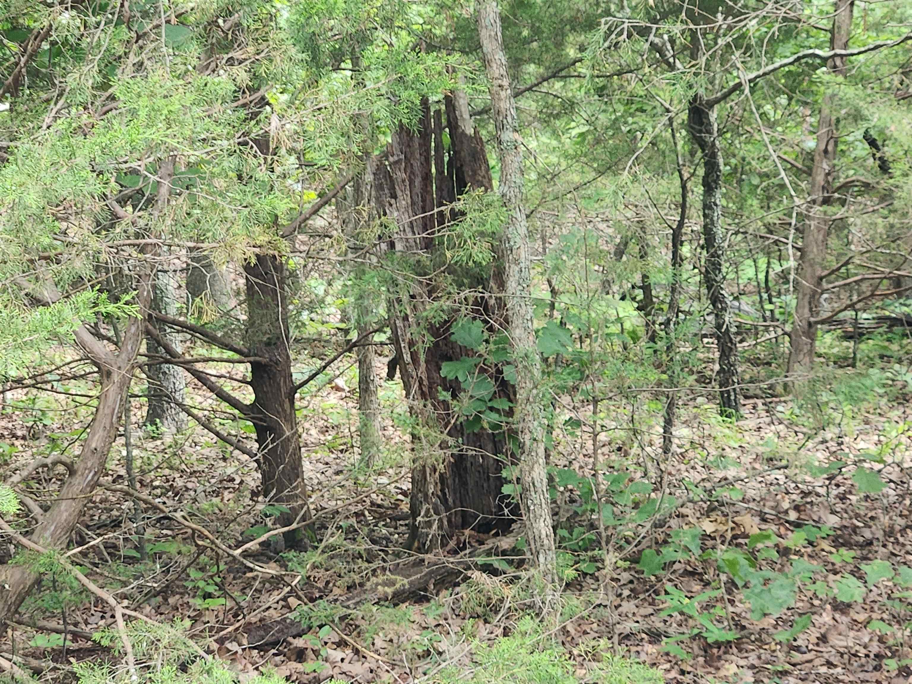 L21B1 Coyotero  Cherokee Village, AR