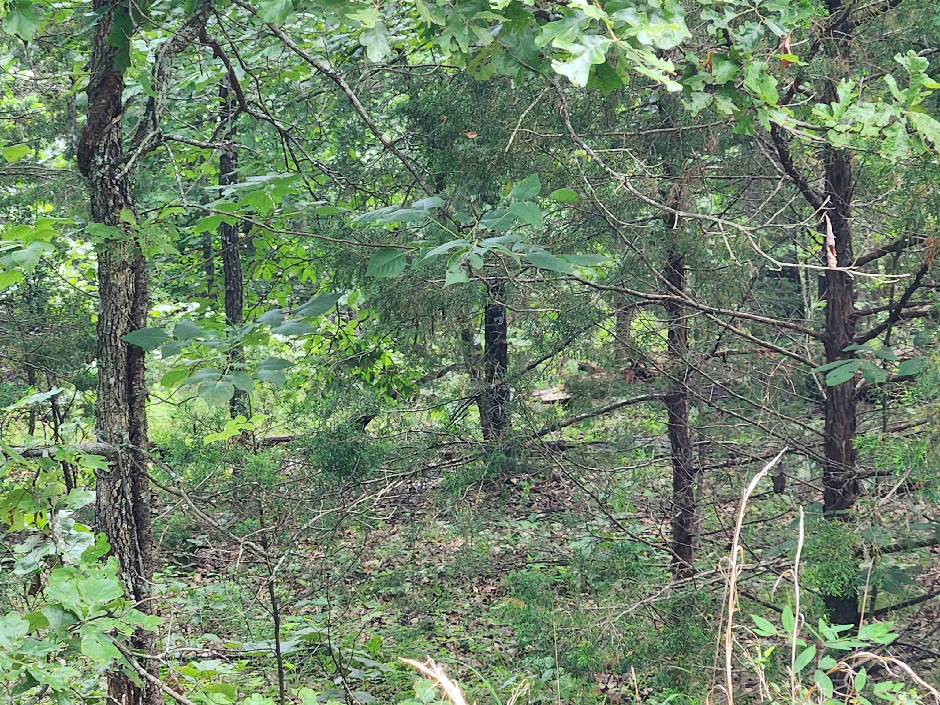 L21B1 Coyotero  Cherokee Village, AR