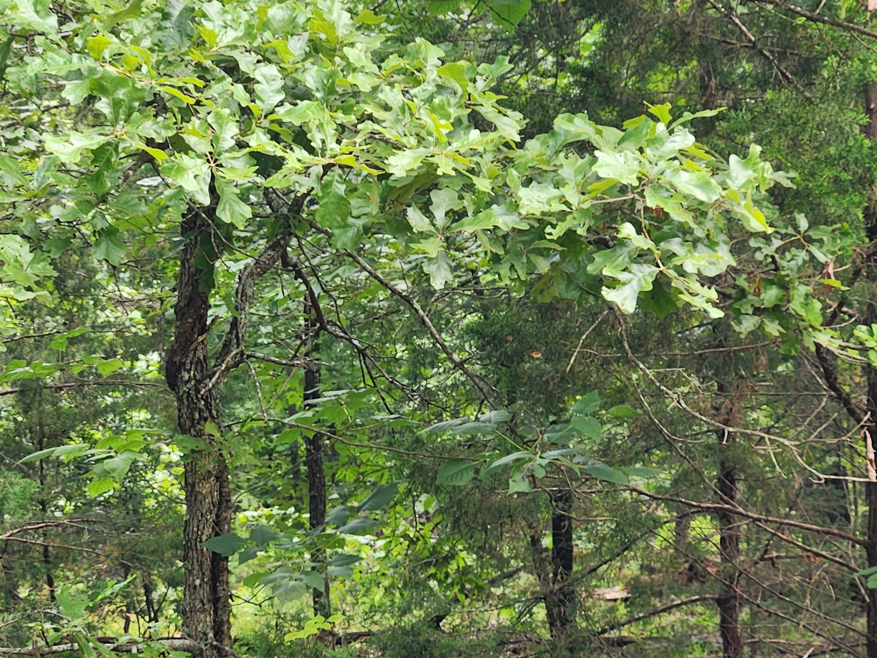 L21B1 Coyotero  Cherokee Village, AR
