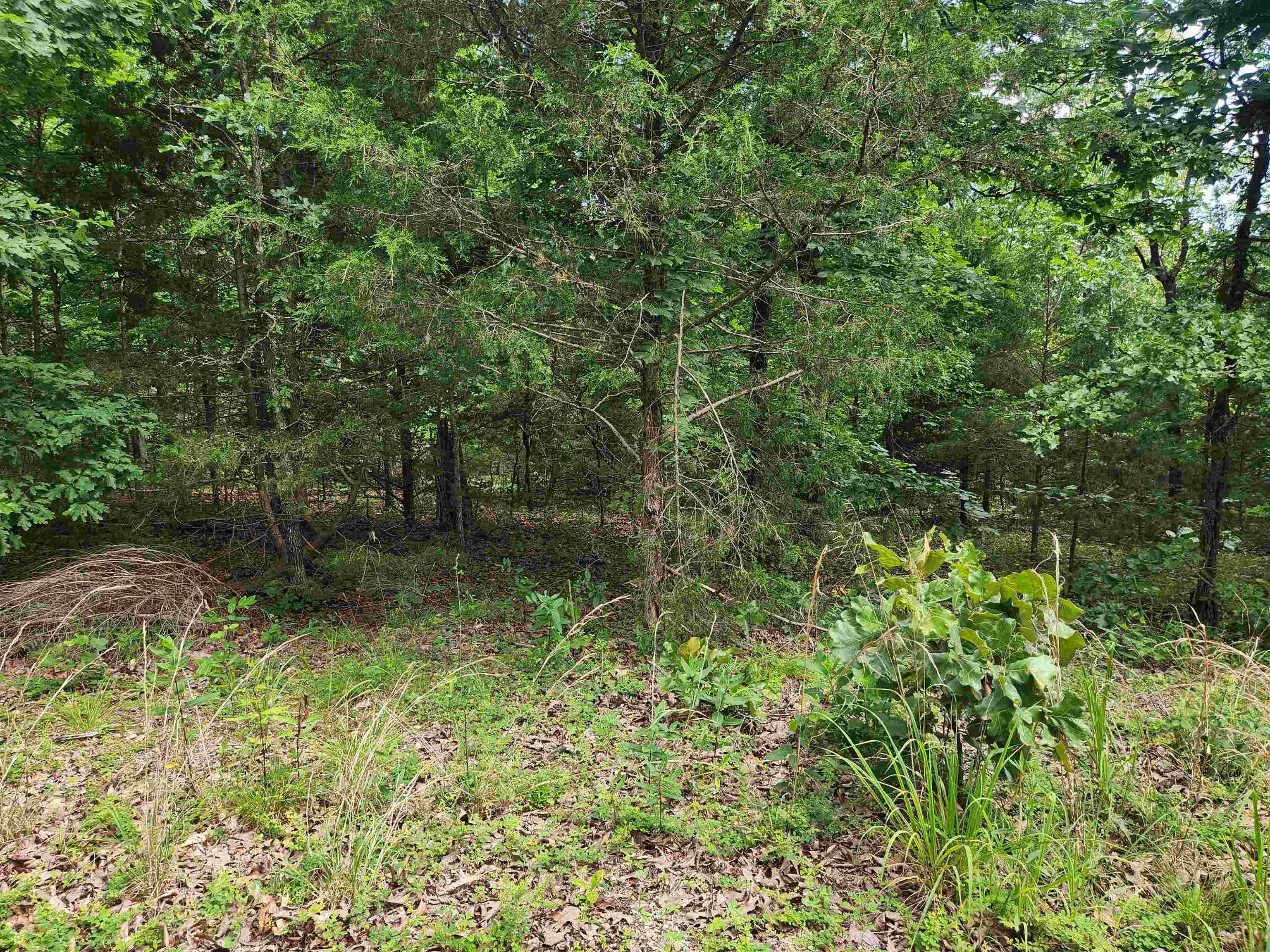L21B1 Coyotero  Cherokee Village, AR