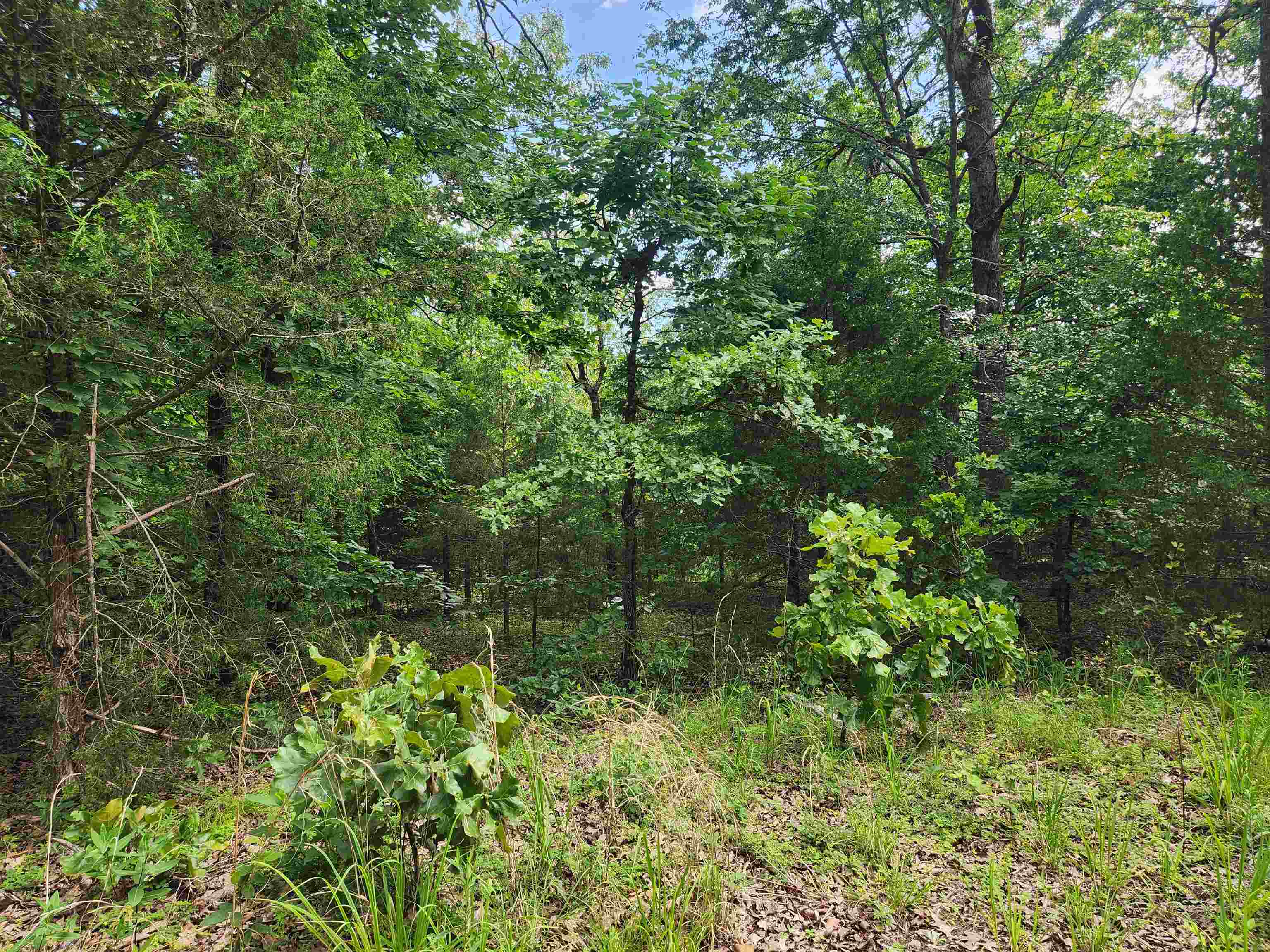 L21B1 Coyotero  Cherokee Village, AR