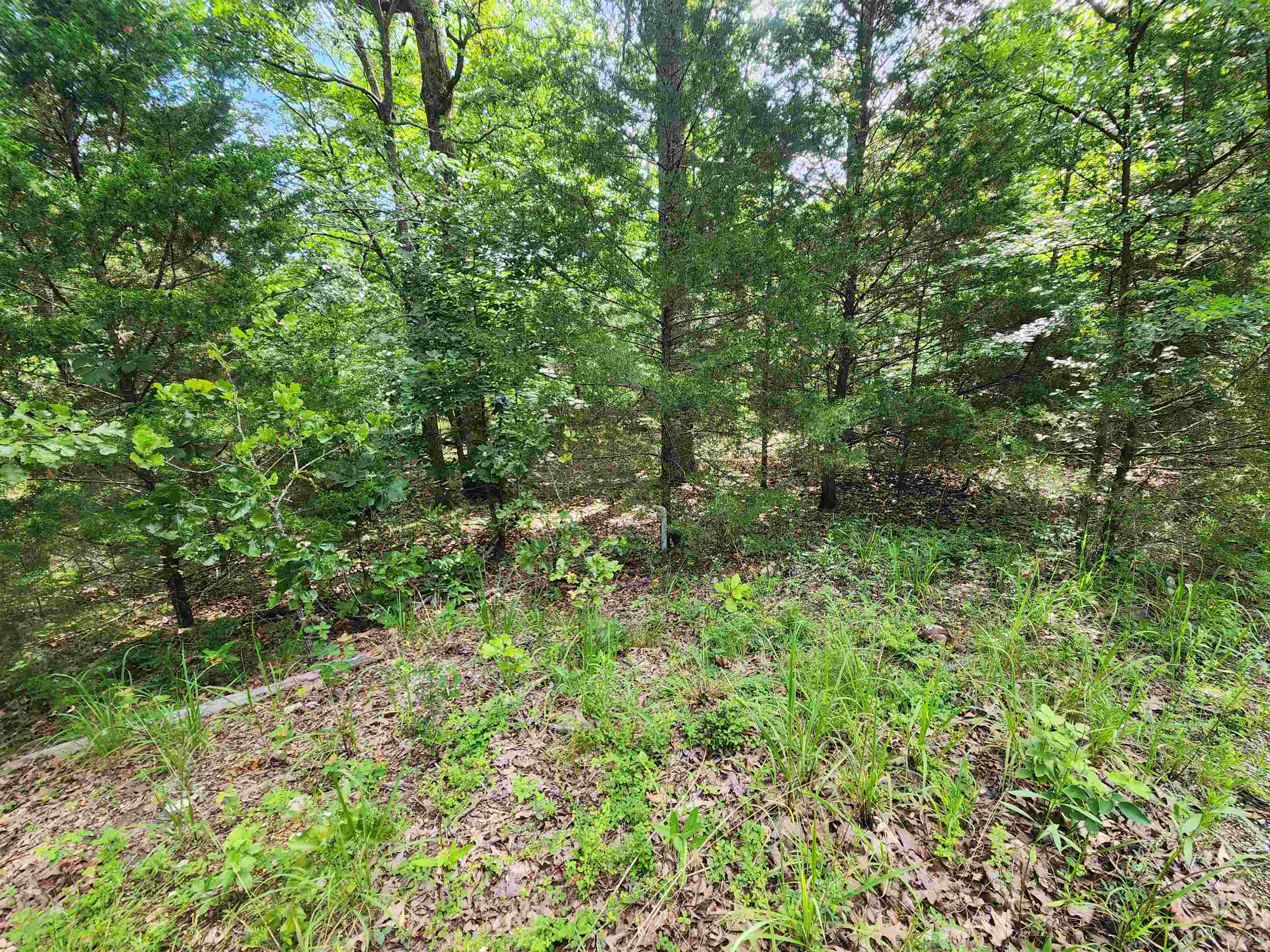 L21B1 Coyotero  Cherokee Village, AR