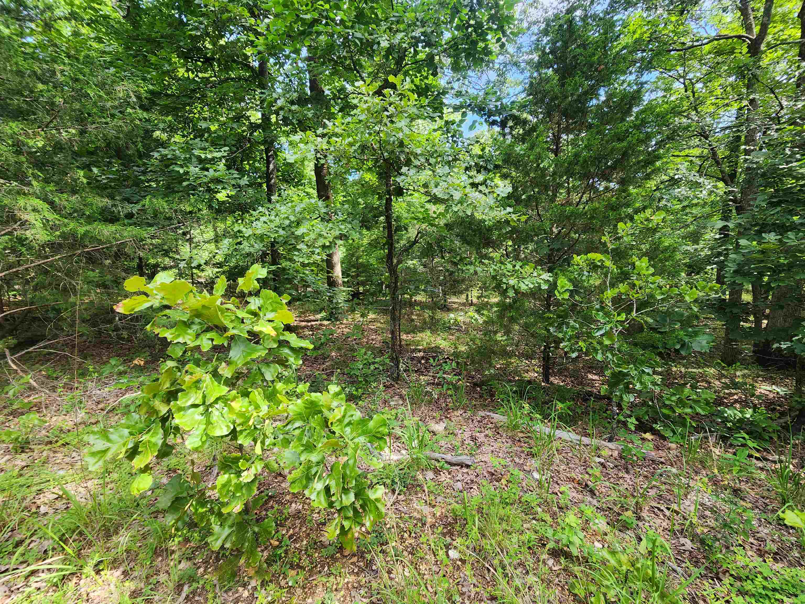 L21B1 Coyotero  Cherokee Village, AR