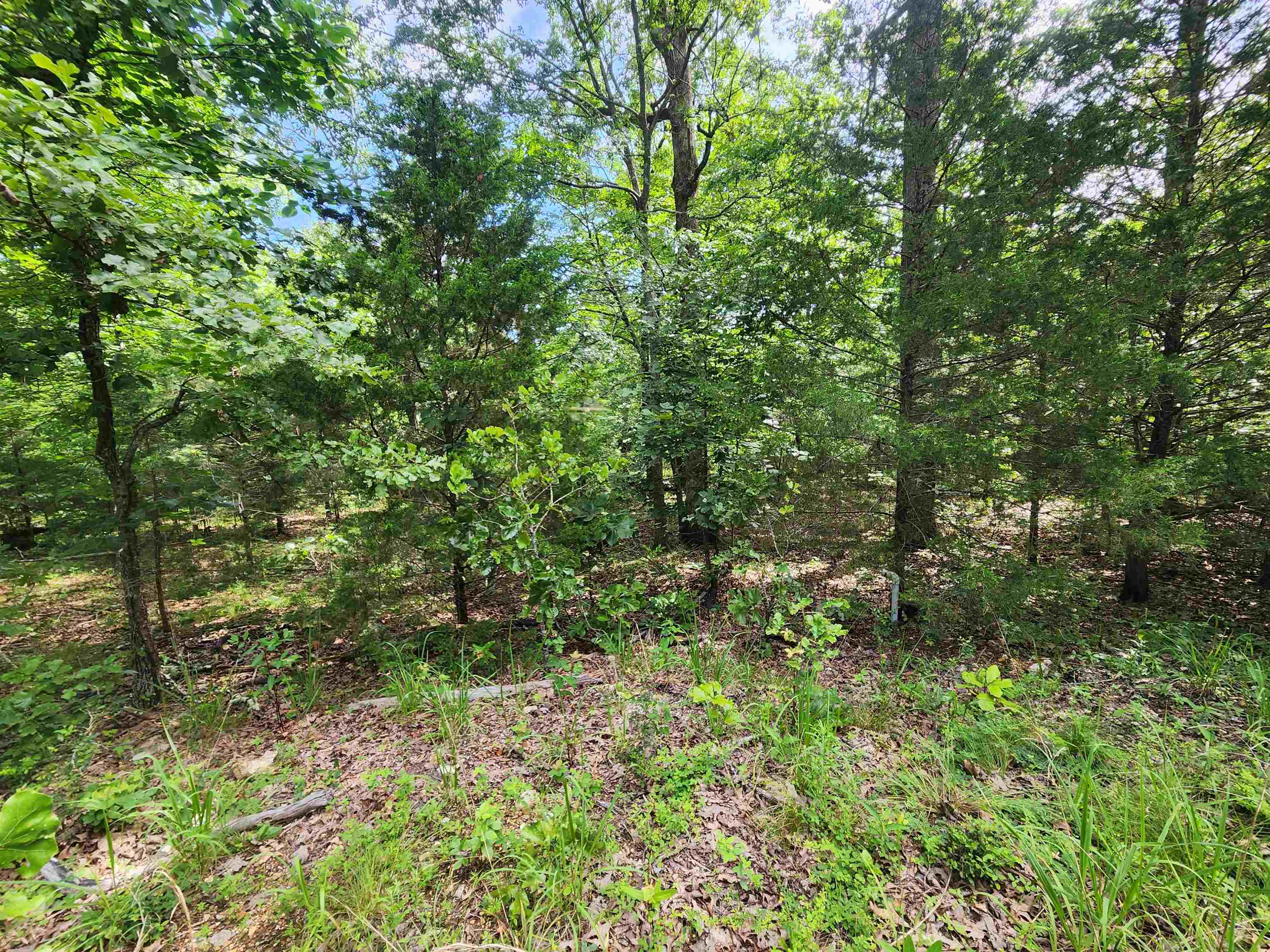 L21B1 Coyotero  Cherokee Village, AR