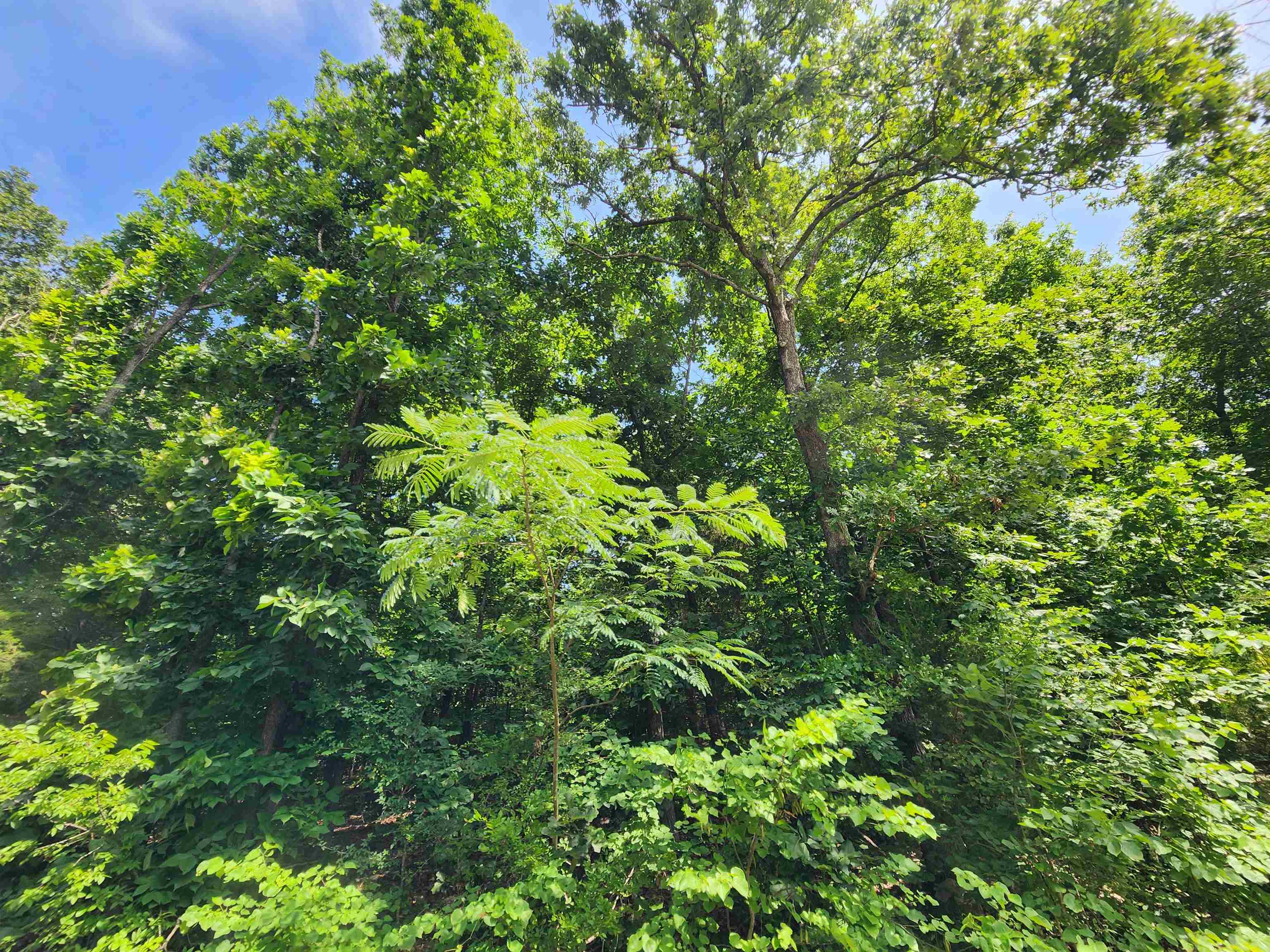 L37B12 N lakeshore  Cherokee Village, AR