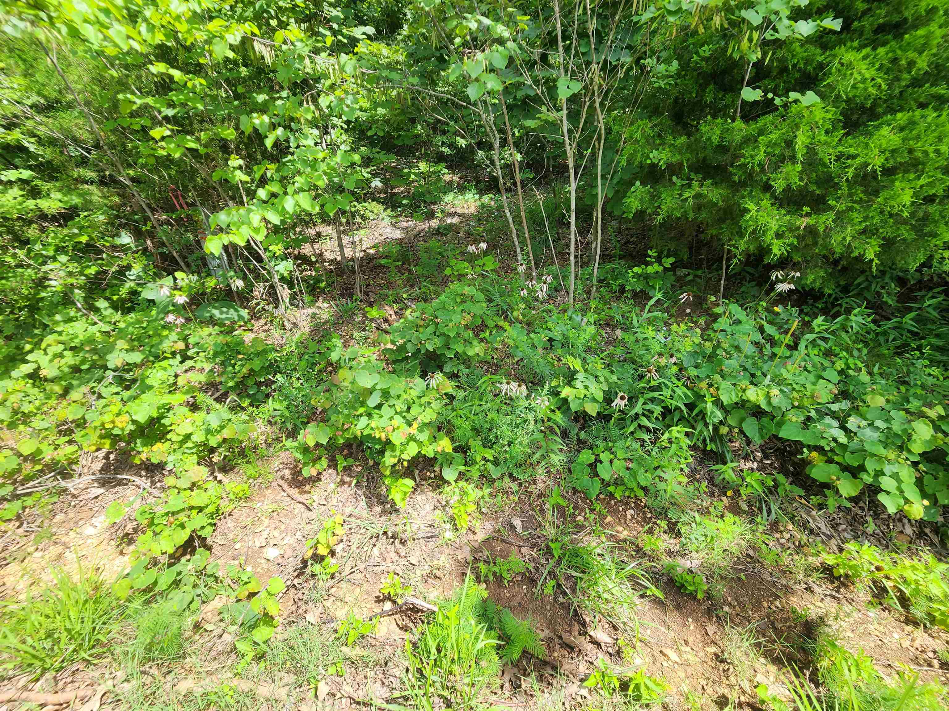 L37B12 N lakeshore  Cherokee Village, AR