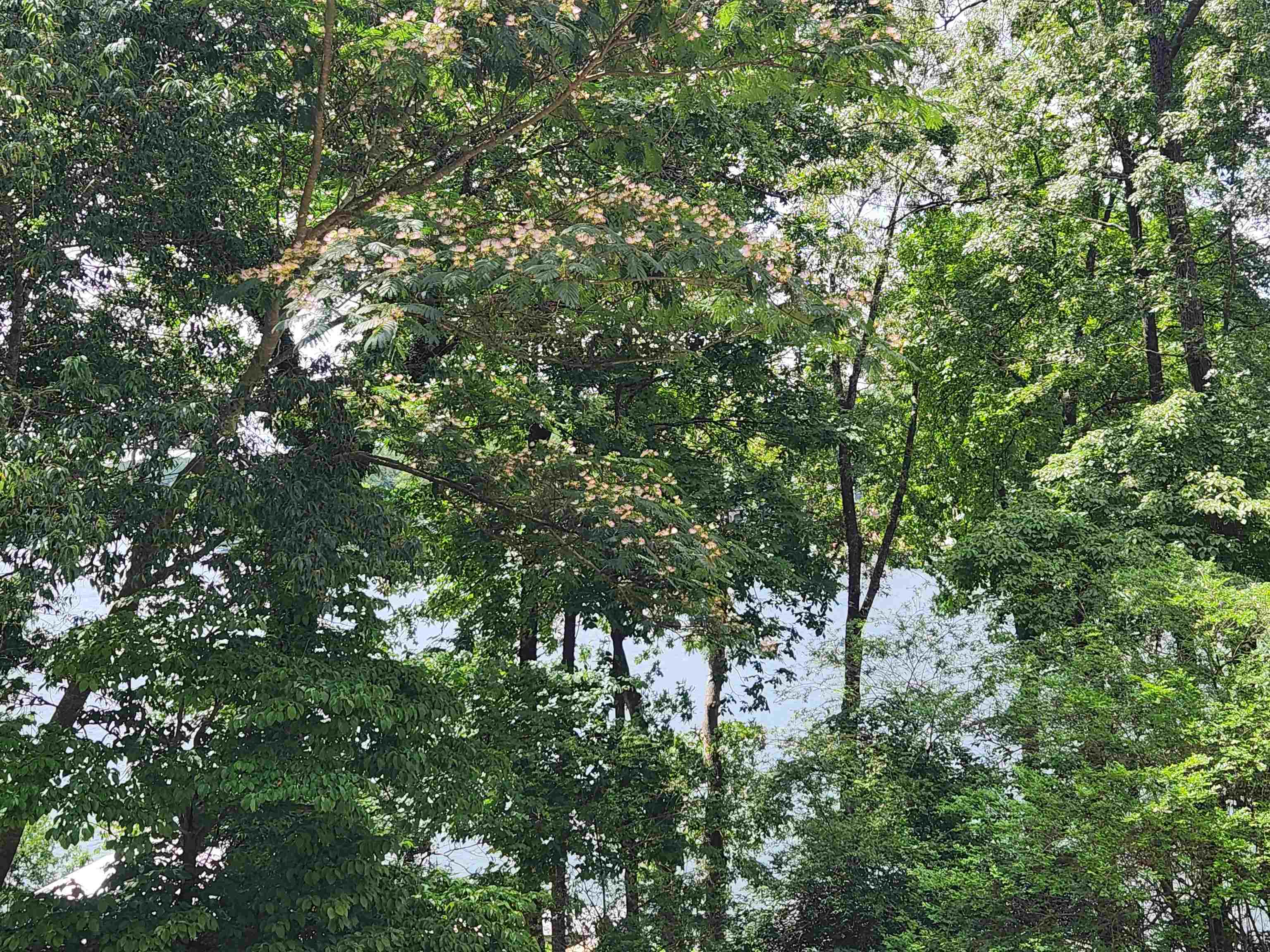 L37B12 N lakeshore  Cherokee Village, AR