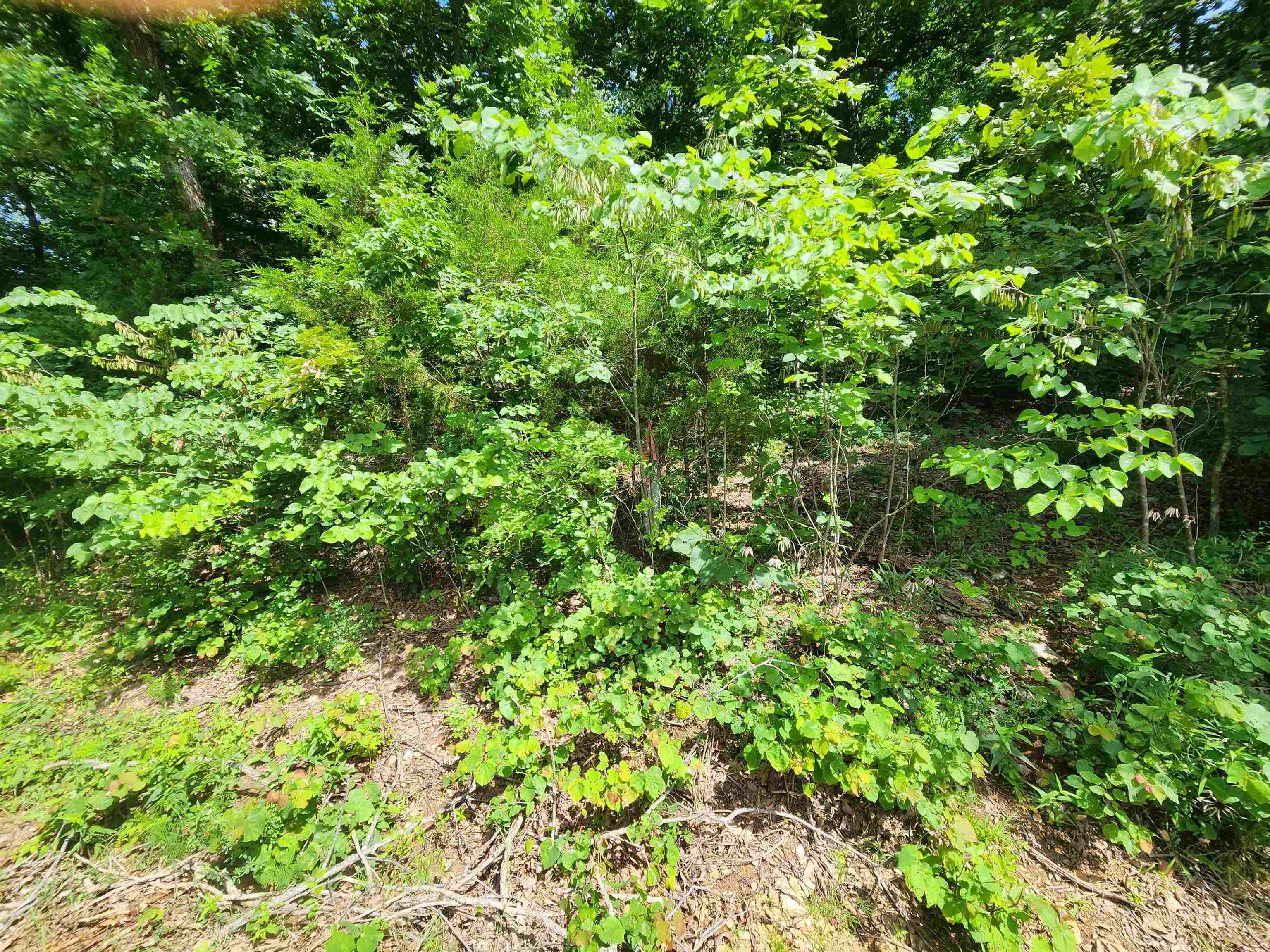 L37B12 N lakeshore  Cherokee Village, AR