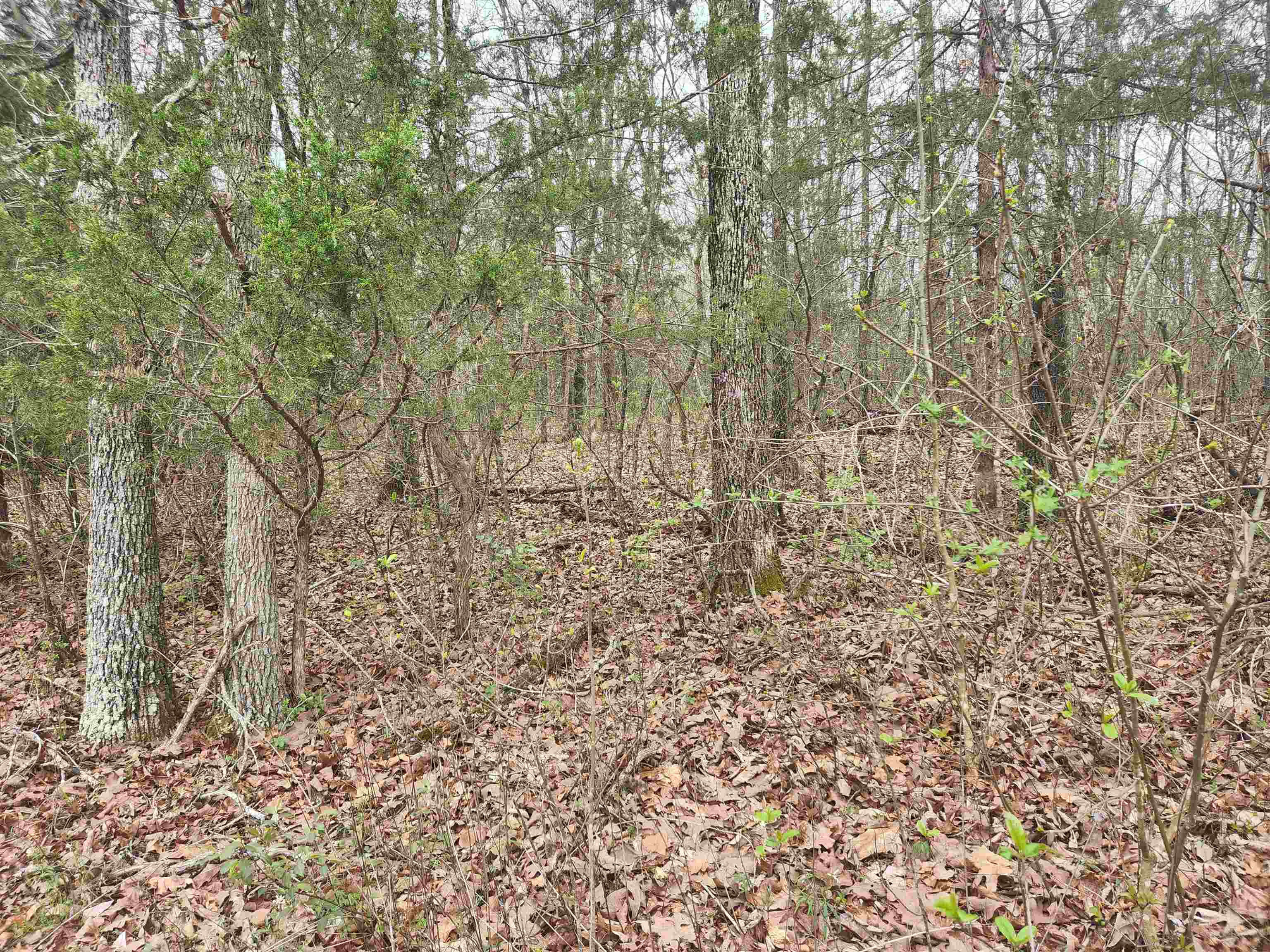  Pinal  Cherokee Village, AR