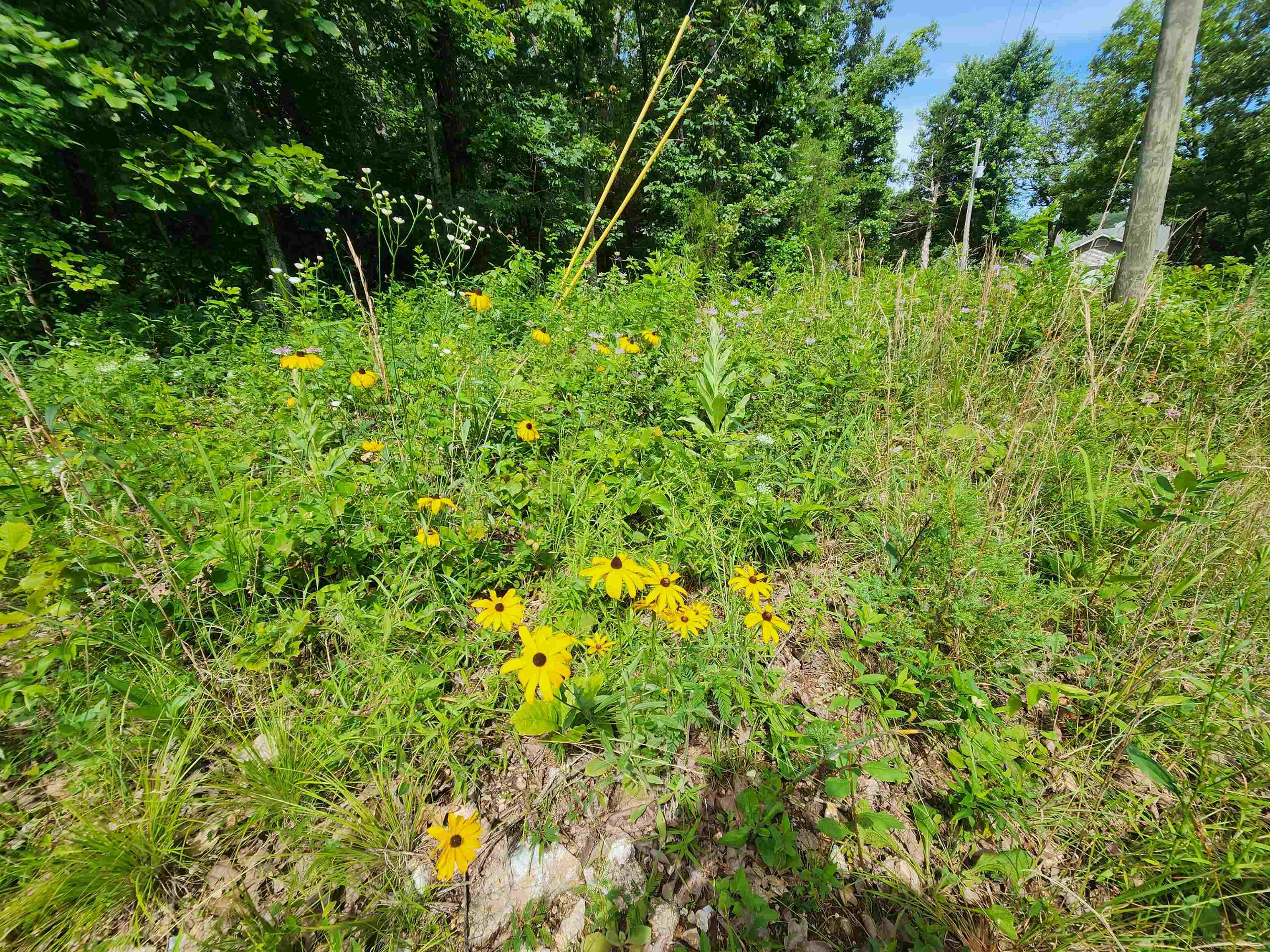  Pinal  Cherokee Village, AR