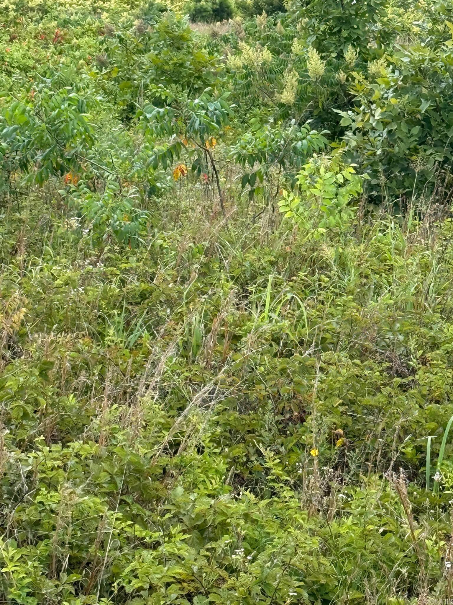  Alum Cave  Bee Branch, AR