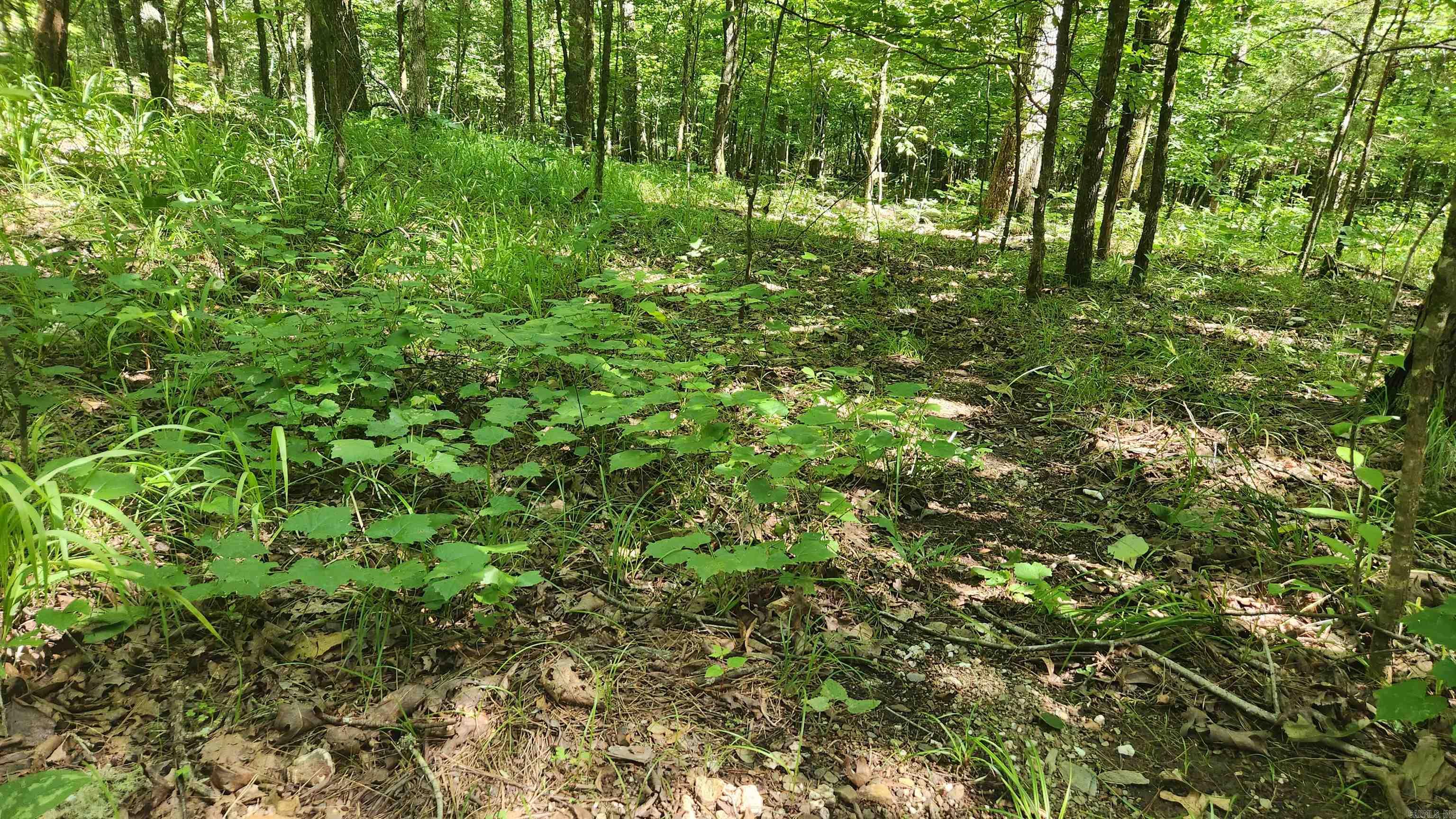 TBD Hickory Hill Lane  Mount Ida, AR