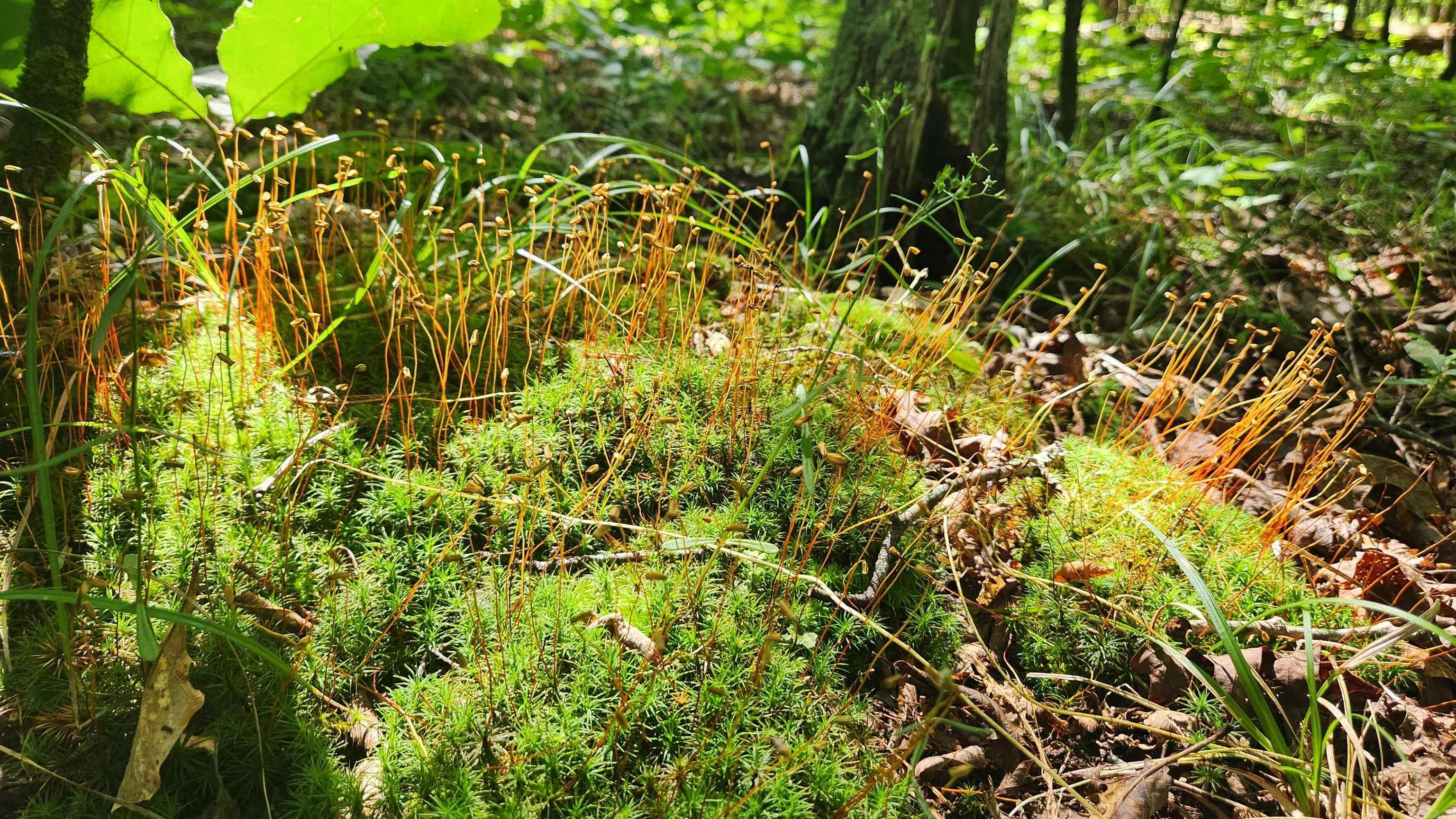 TBD Hickory Hill Lane  Mount Ida, AR