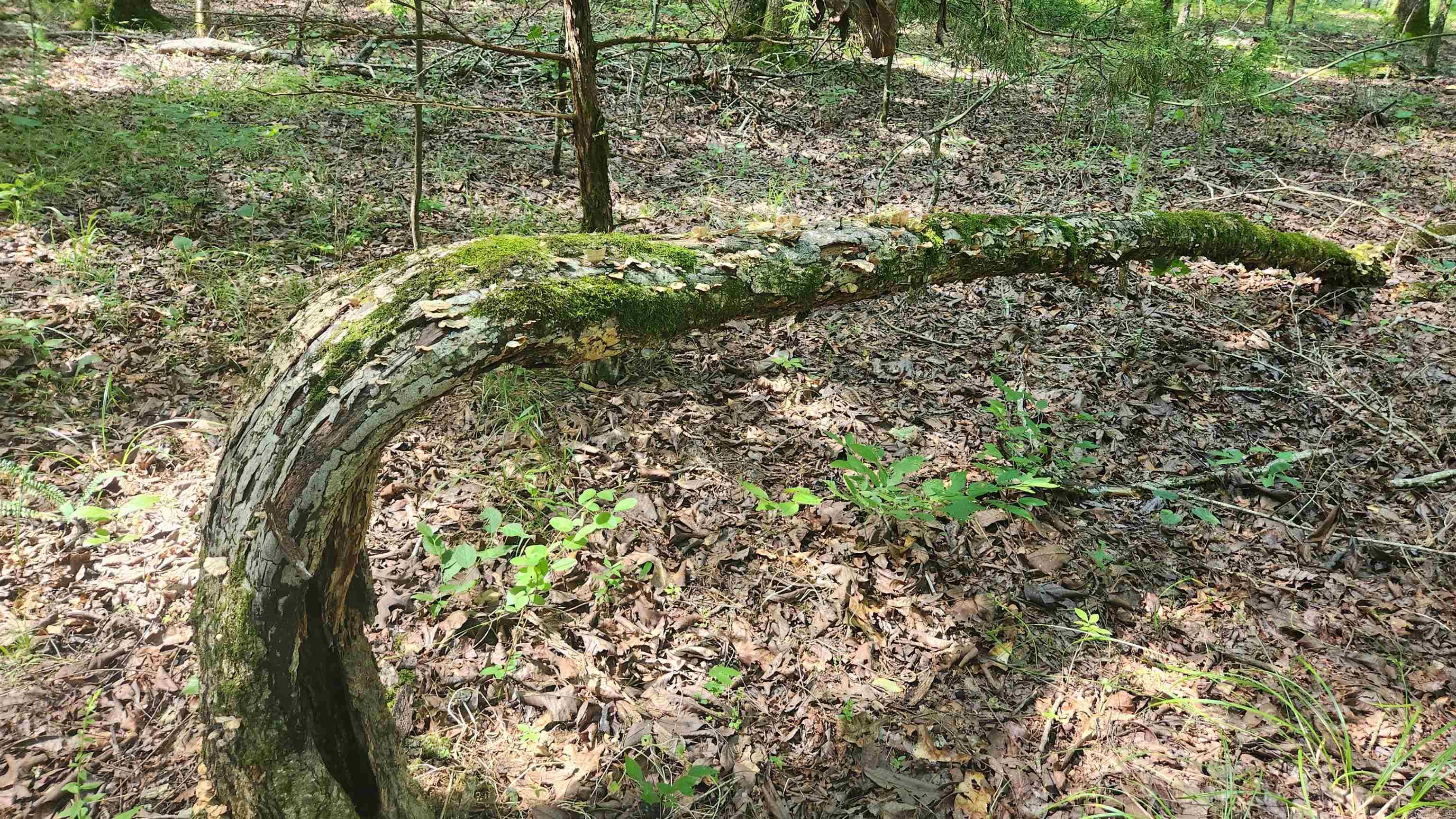 TBD Hickory Hill Lane  Mount Ida, AR