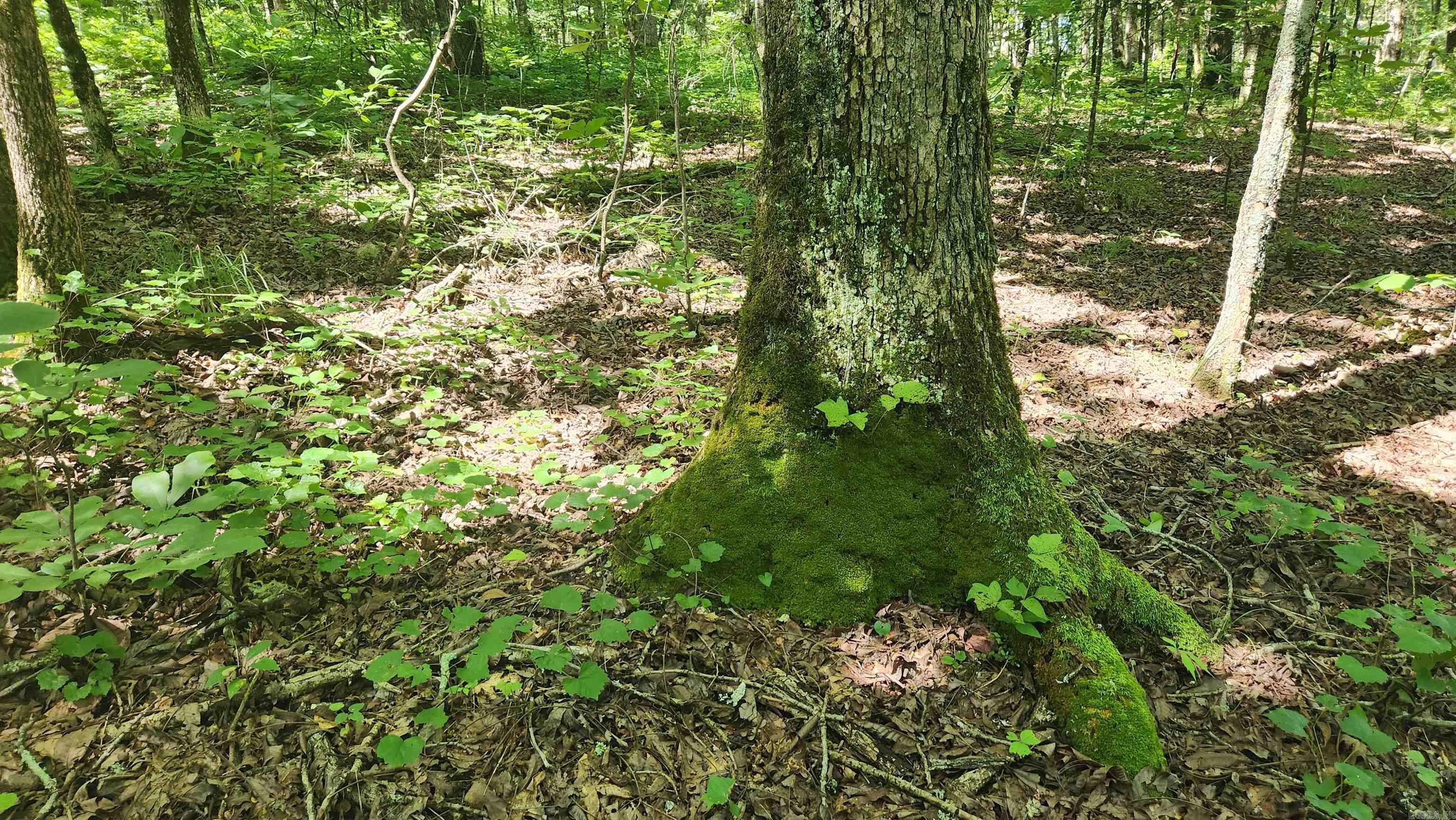 TBD Hickory Hill Lane  Mount Ida, AR