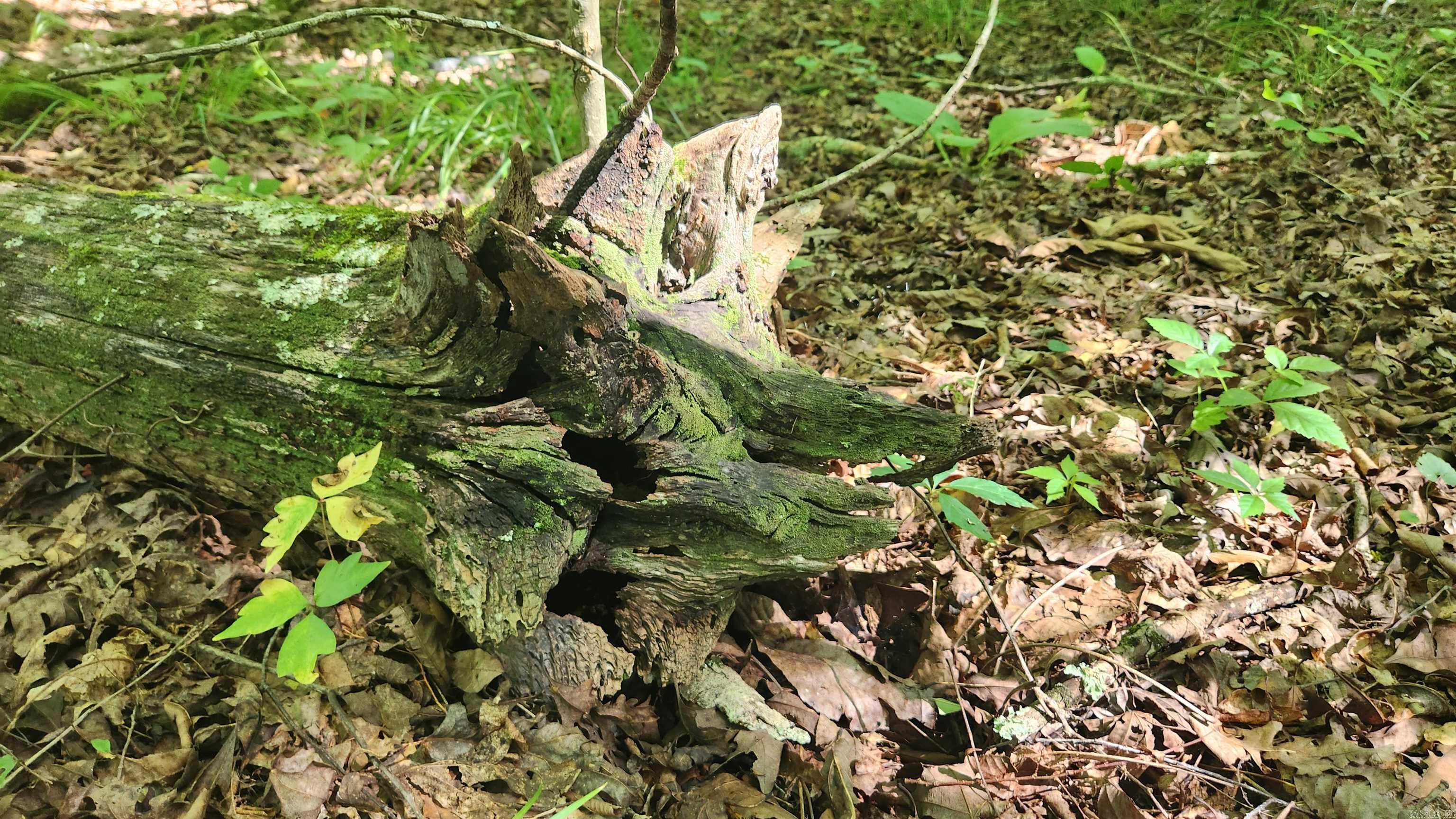 TBD Hickory Hill Lane  Mount Ida, AR