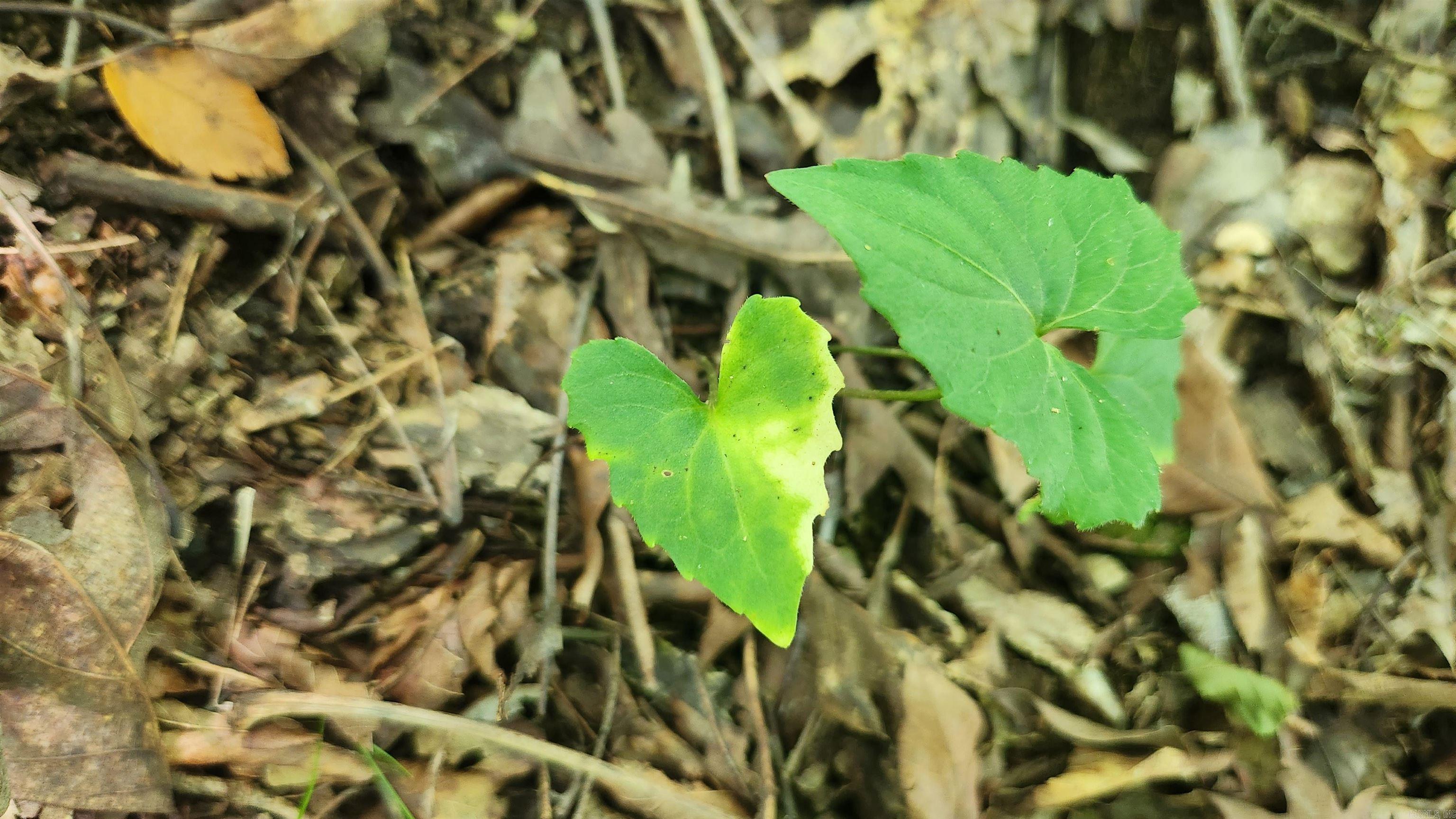TBD Hickory Hill Lane  Mount Ida, AR