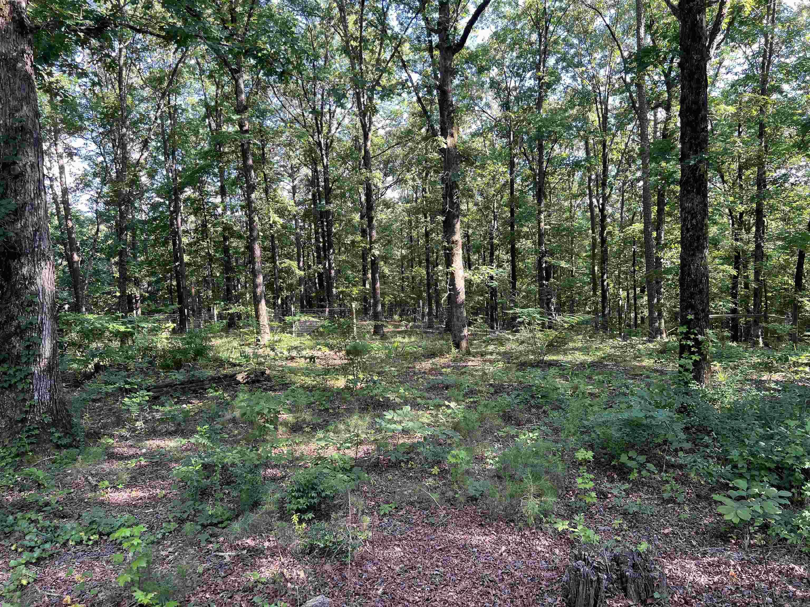 61 Hay  Glenwood, AR
