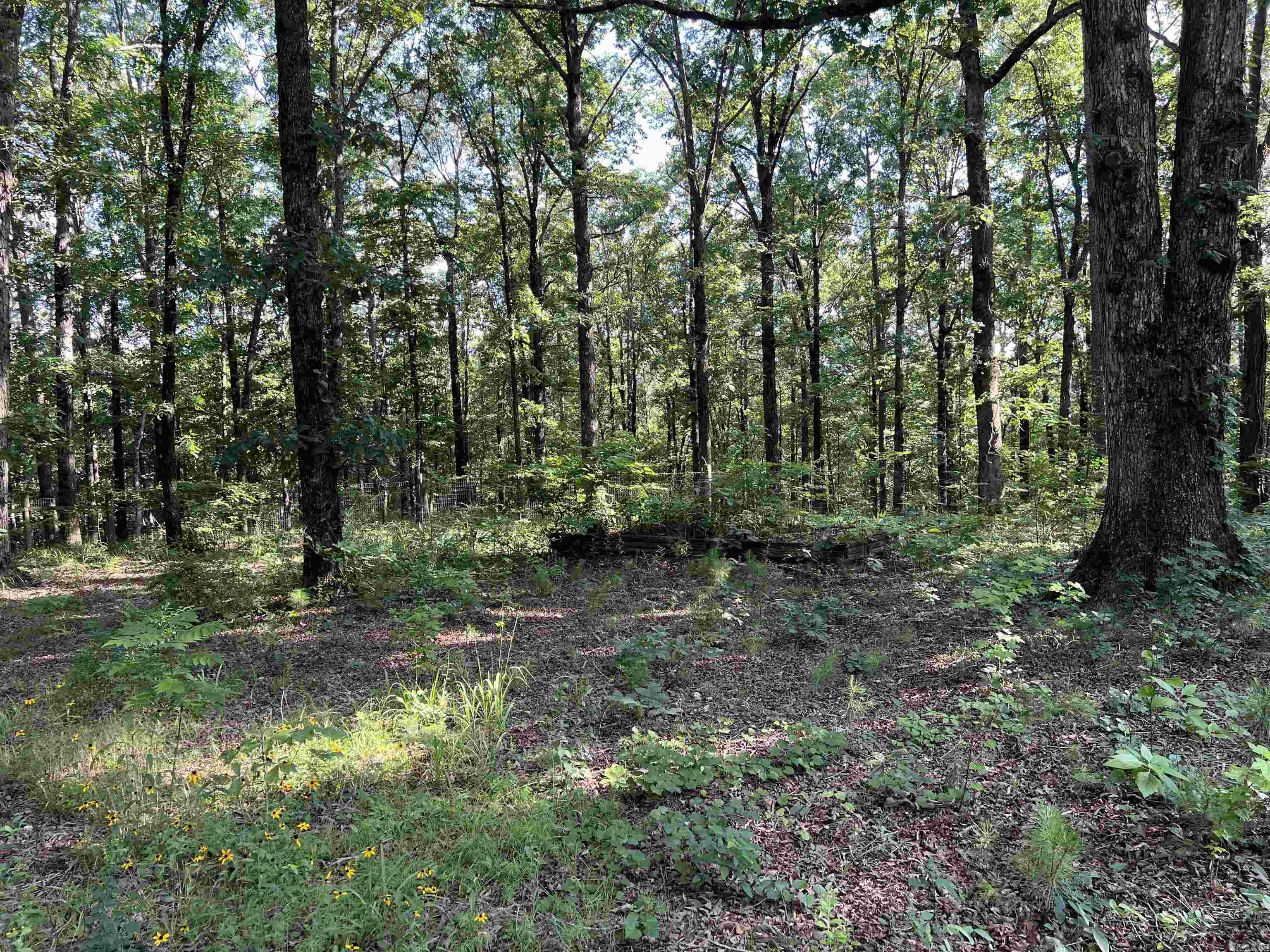61 Hay  Glenwood, AR
