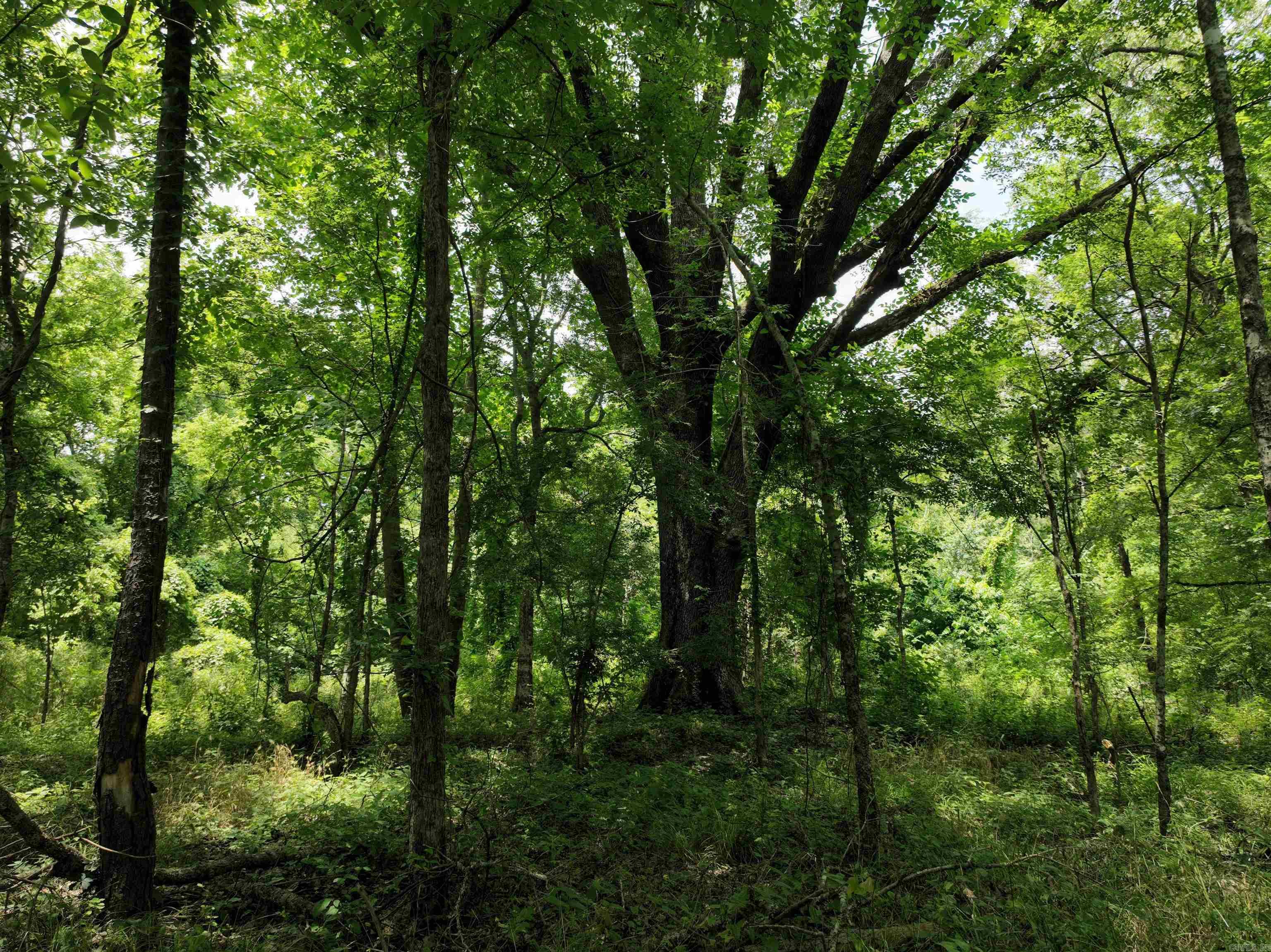 0000 53  Gurdon, AR