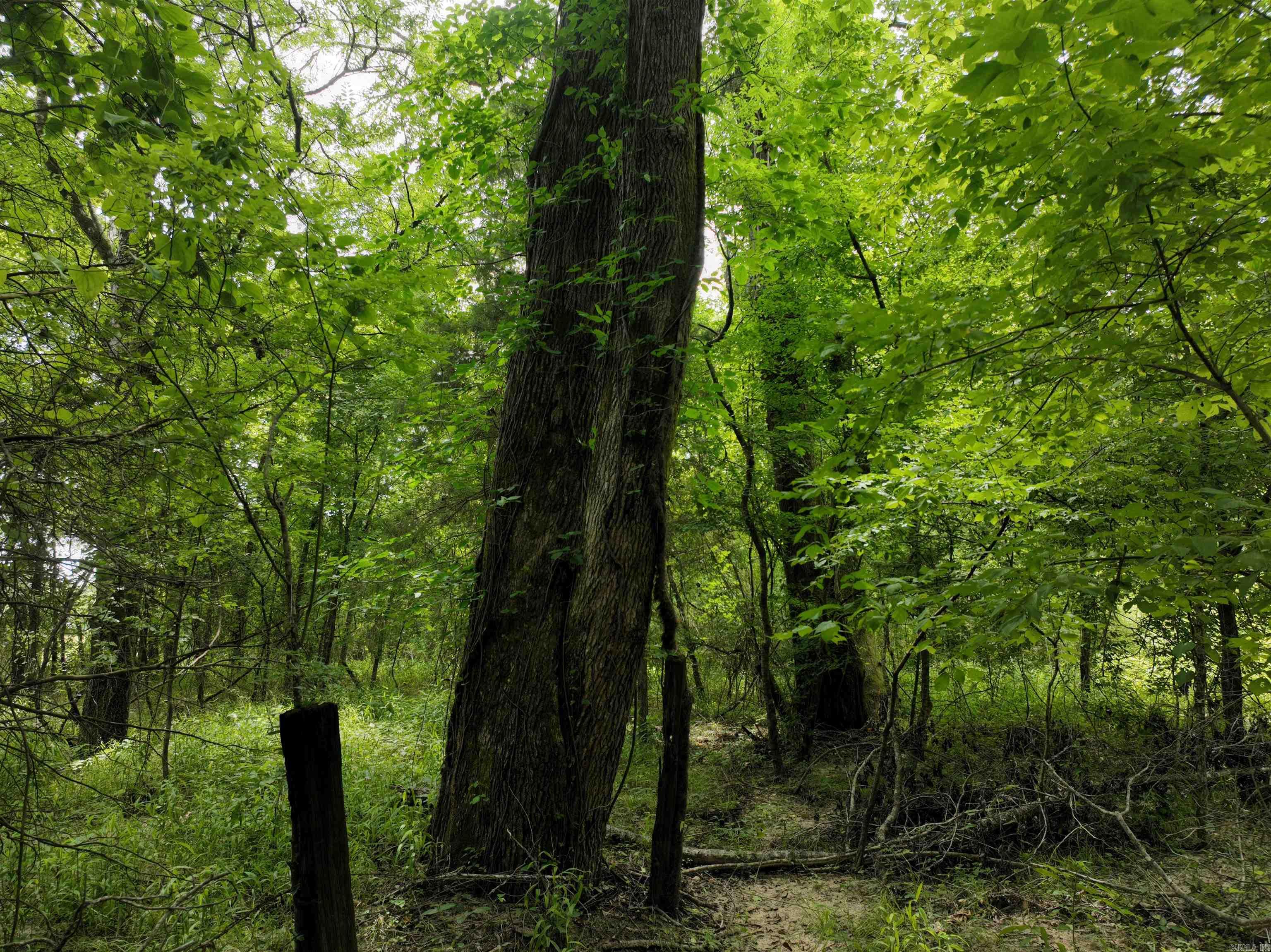 0000 53  Gurdon, AR