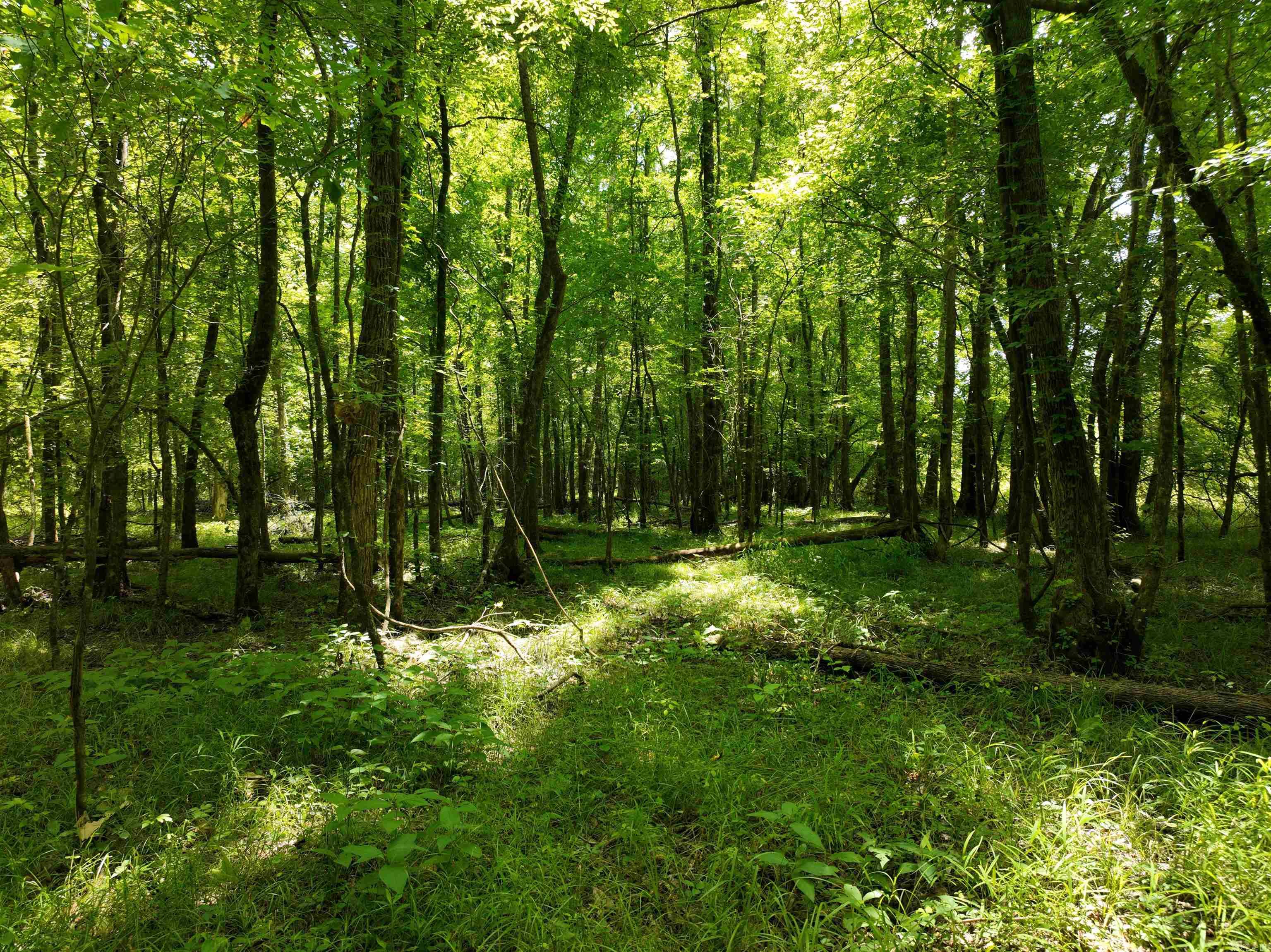 0000 53  Gurdon, AR