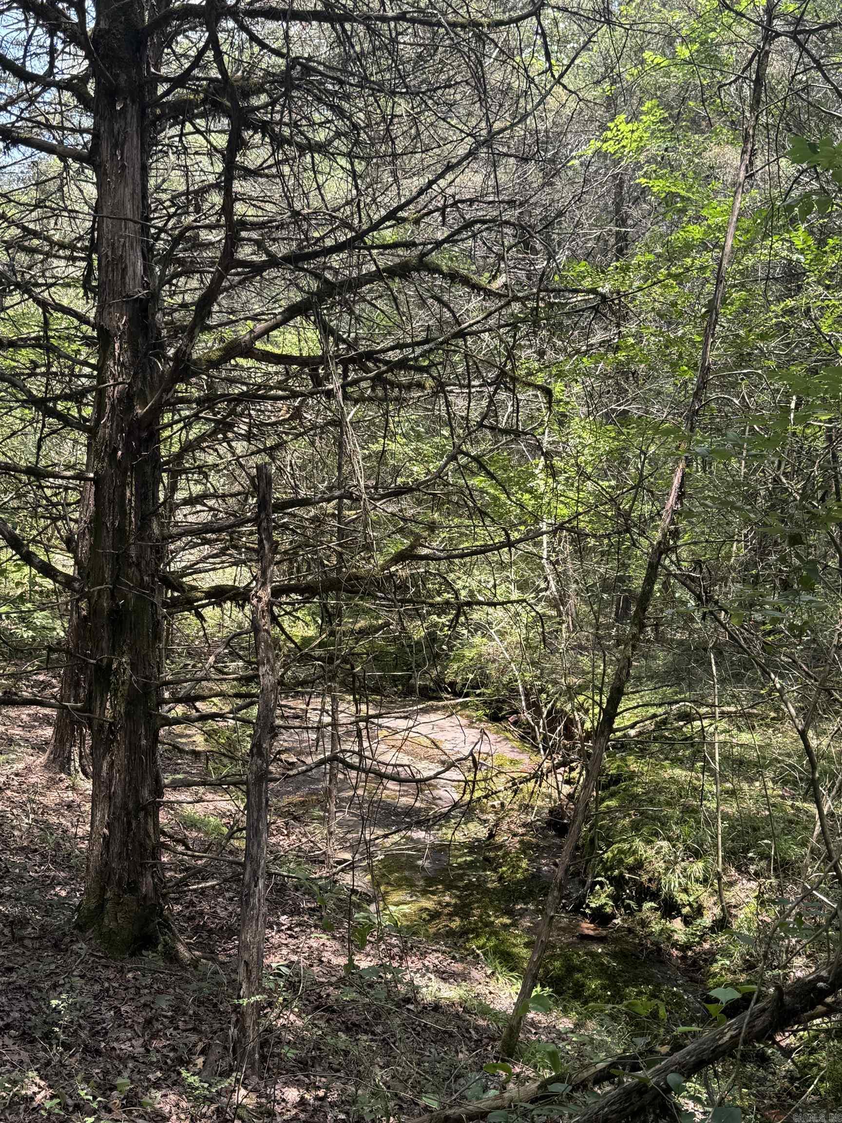 000 Uncle Bud  Center Ridge, AR