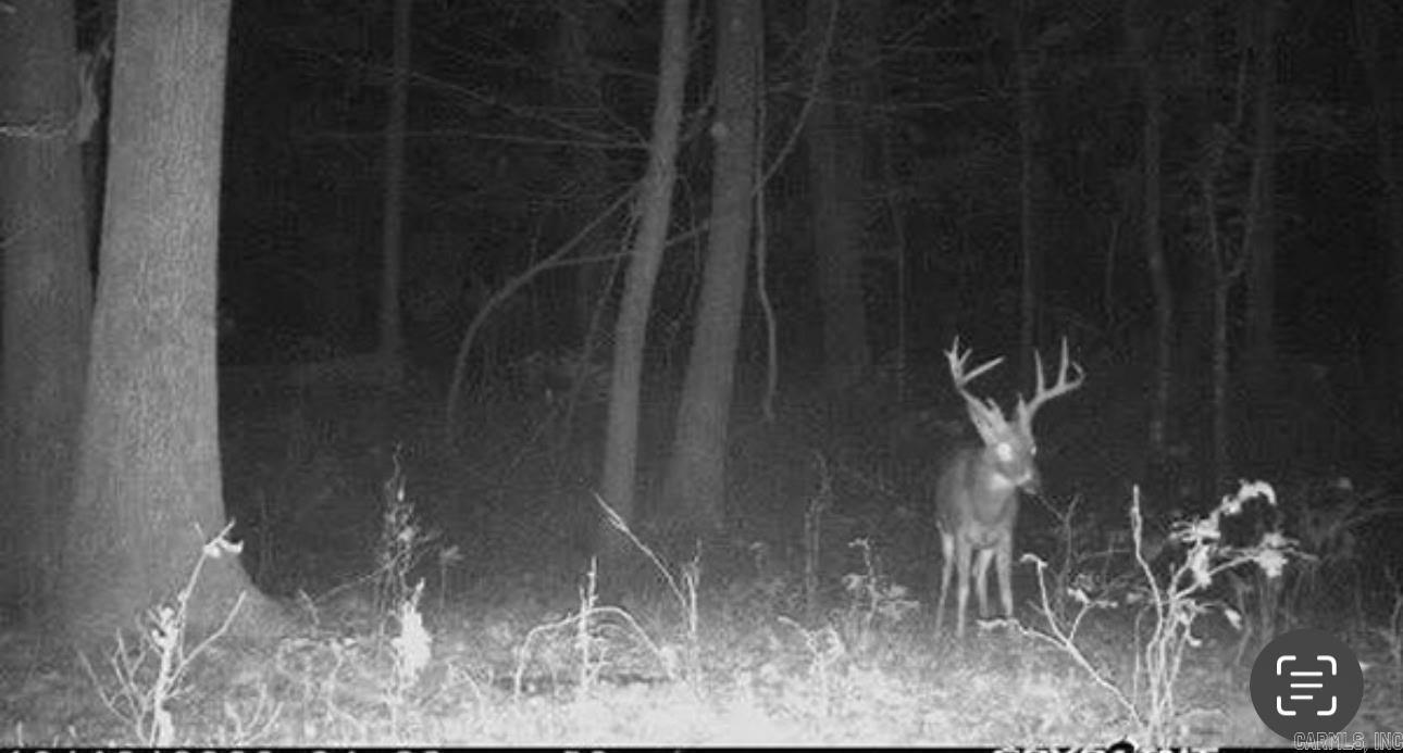 160 Acres America  Morrilton, AR