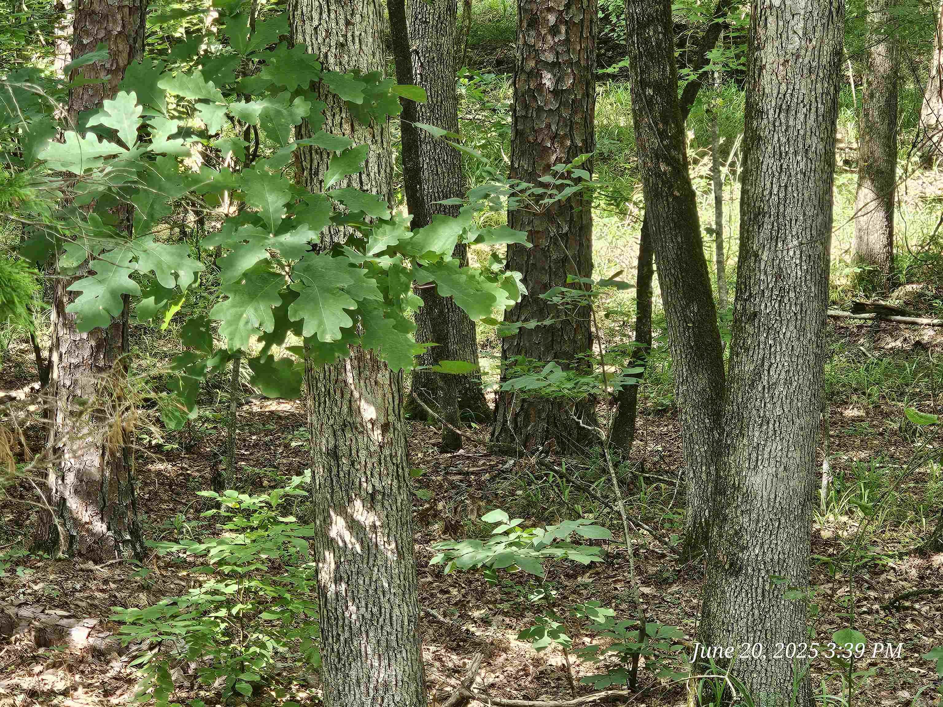 15 Jabali  Hot Springs Village, AR